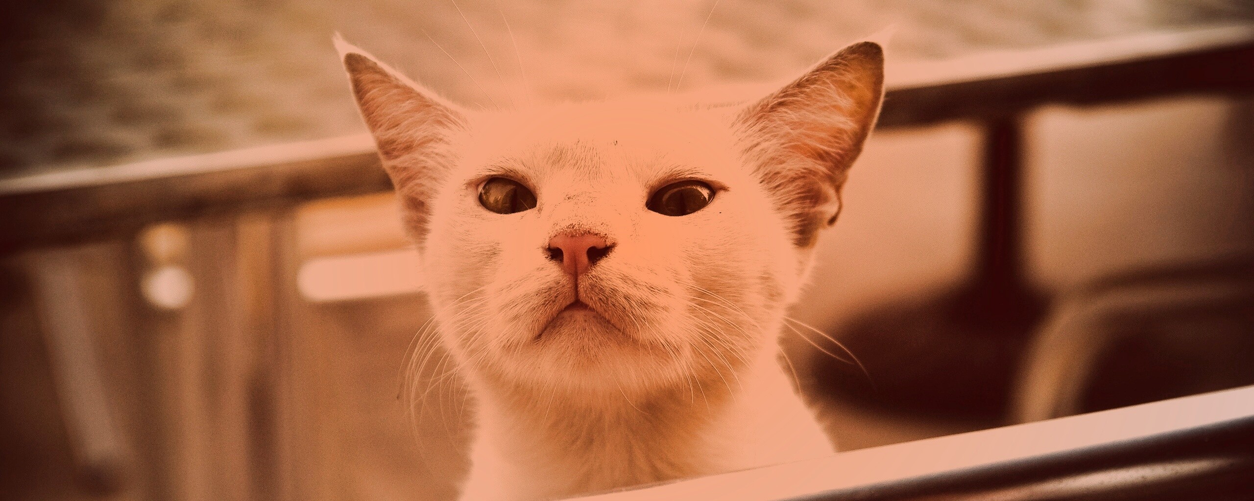 Настороженно принюхивающийся кот обои