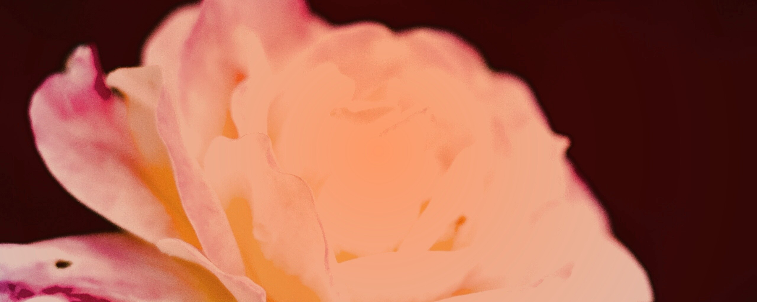 Картинка с нежным розовым цветком обои