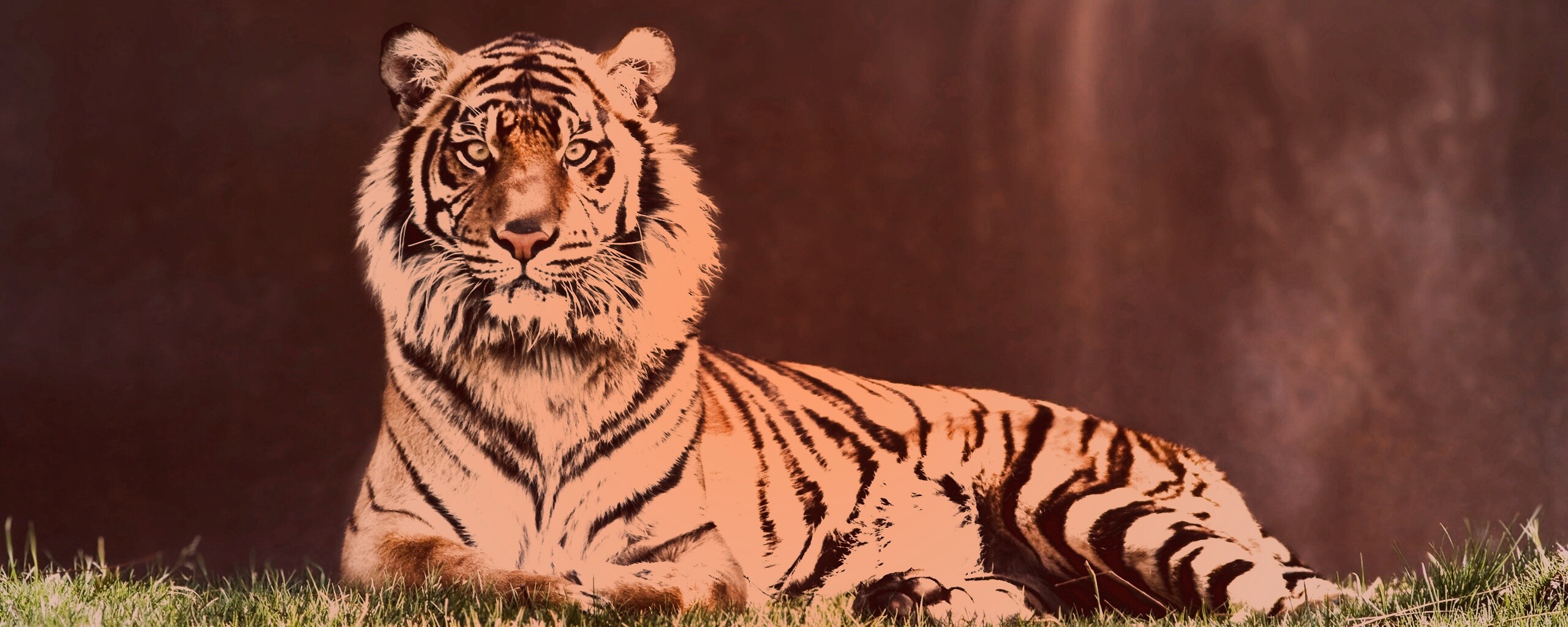 Величественный тигр обои