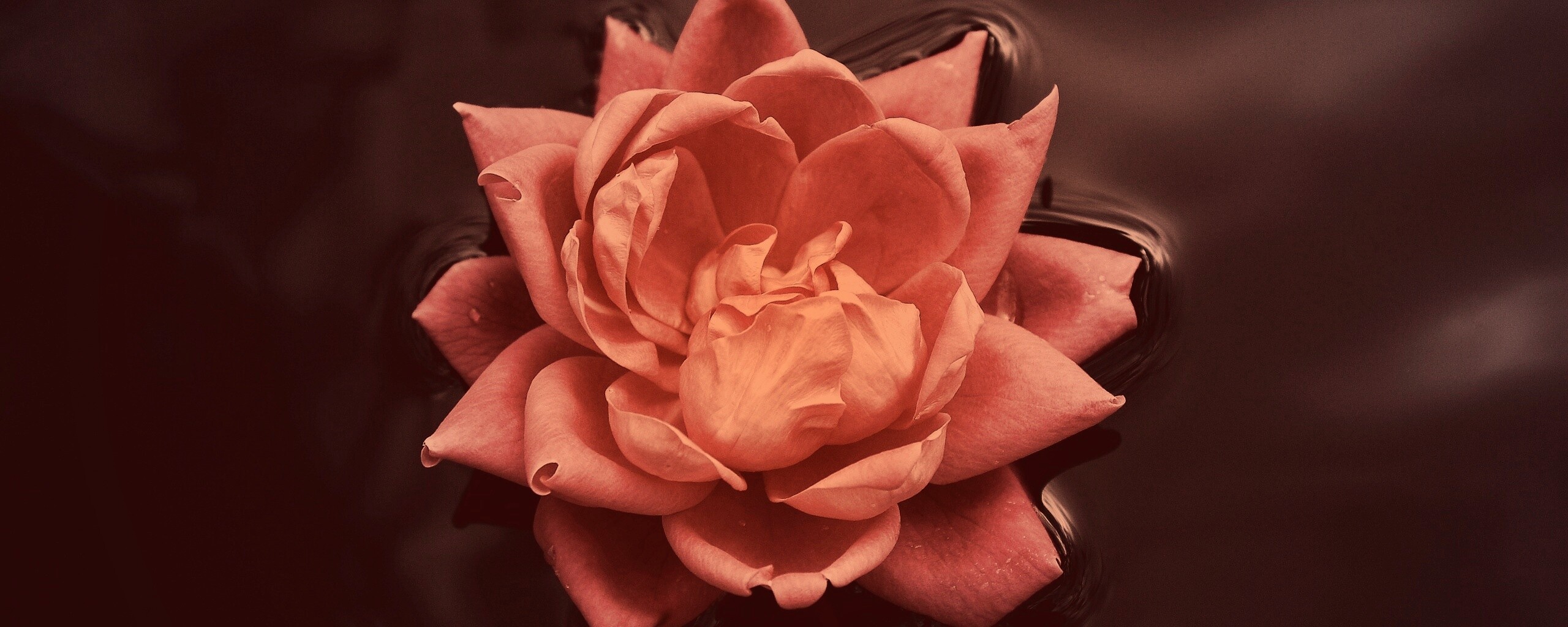 Красивый цветок на воде обои