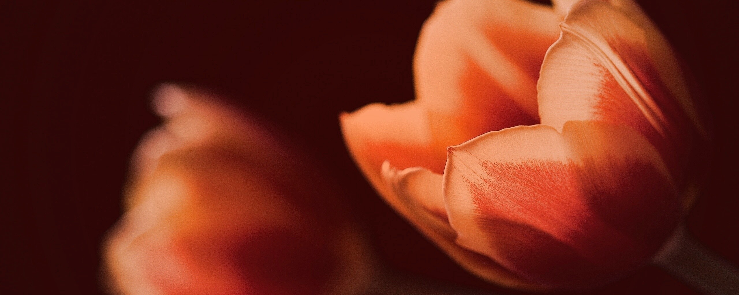 Тюльпаны в темноте обои