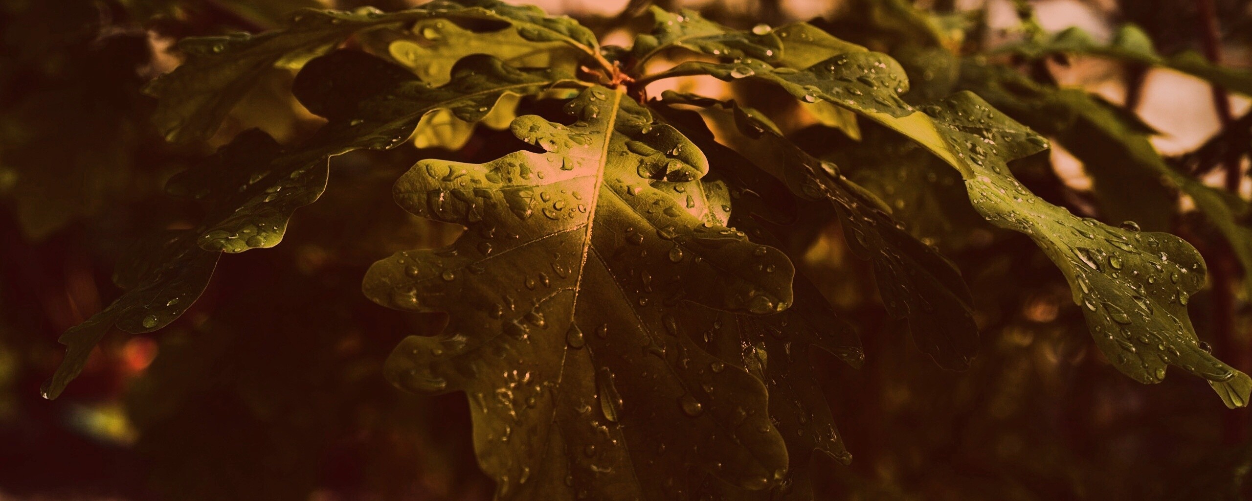 Сочные листья дуба обои