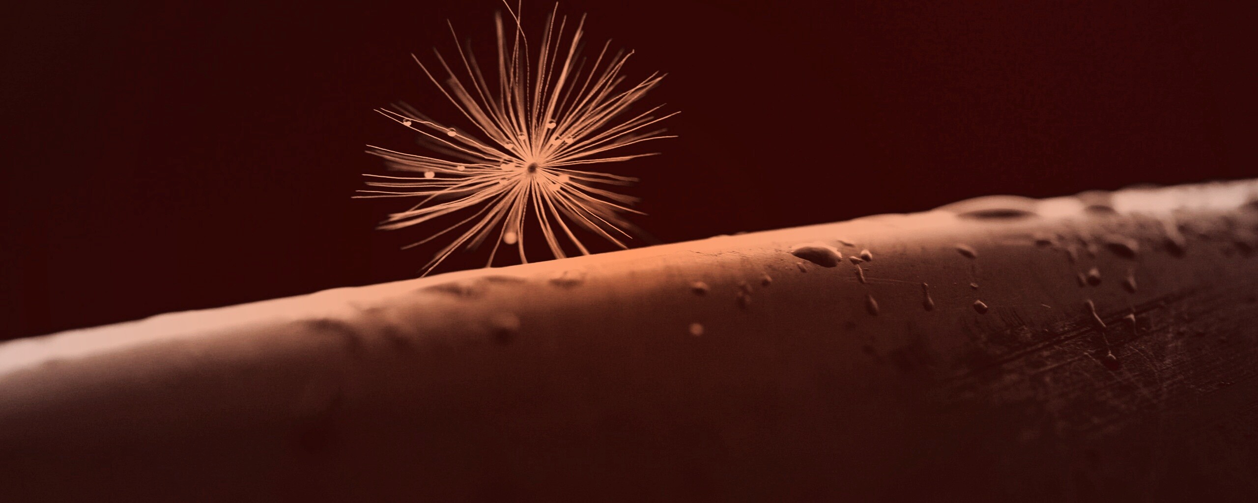 Прилипшая пушинка обои