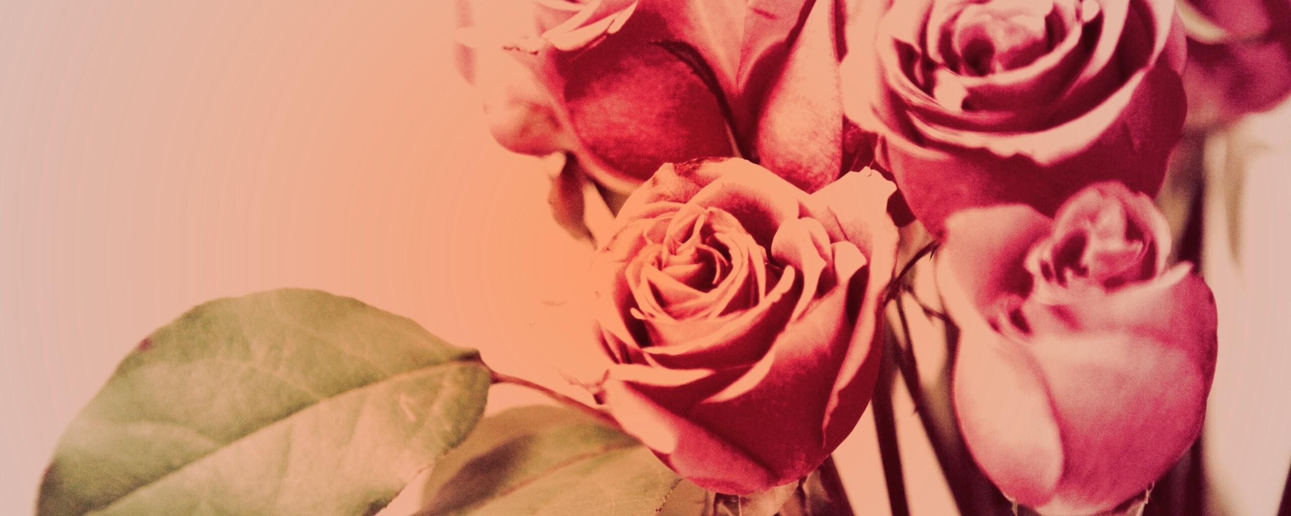 Букет розовых роз обои