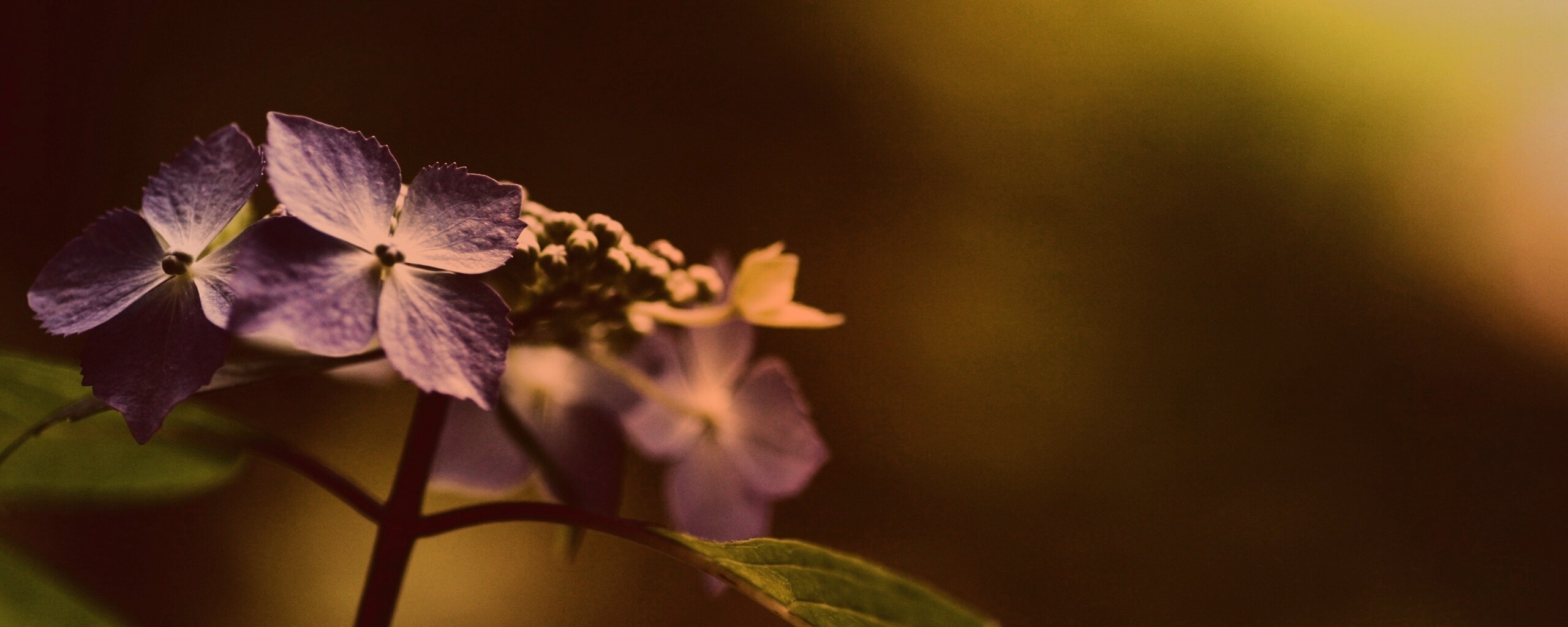 Нежно-синие цветы обои