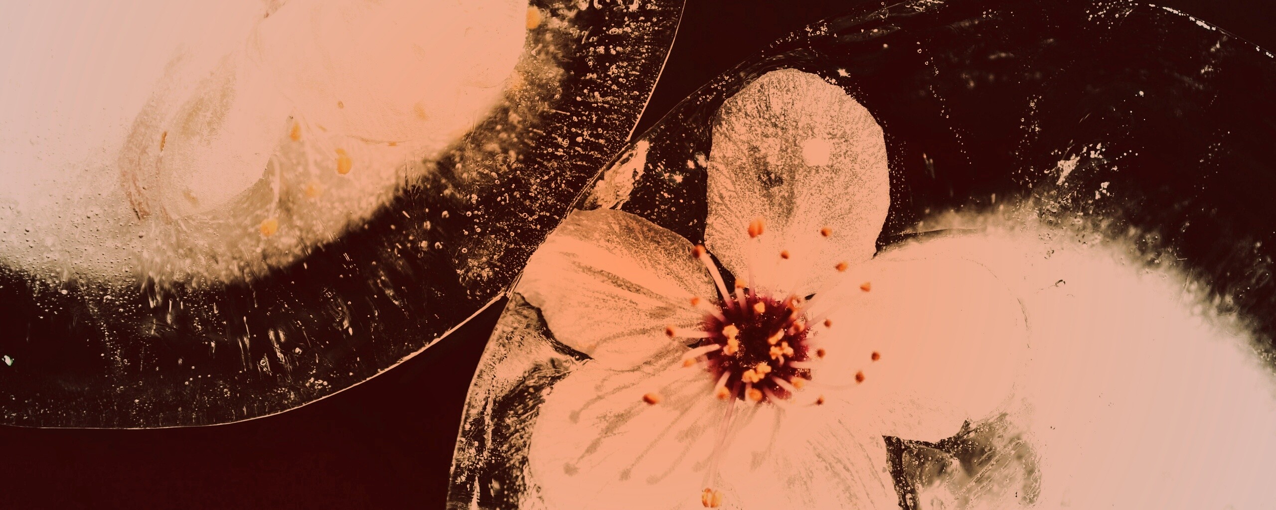 Цветы вишни во льду обои