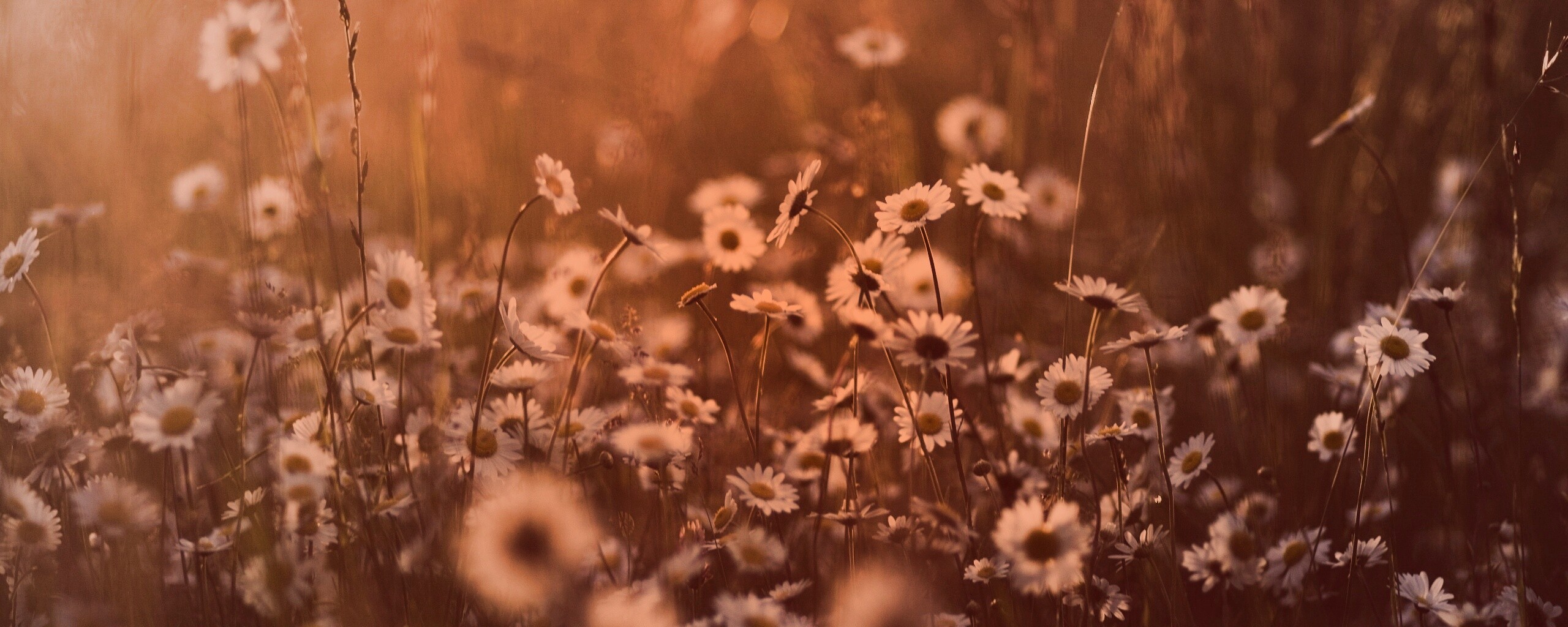 Поле ромашек обои