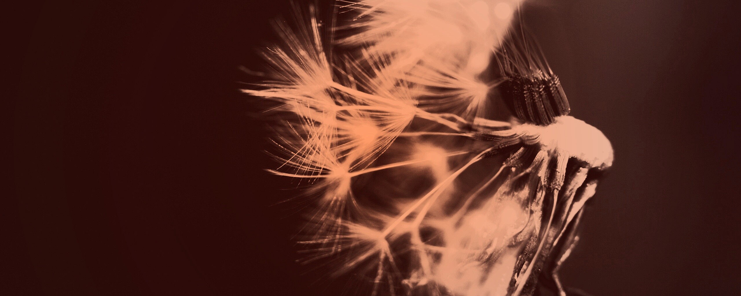 Сдутый одуванчик обои