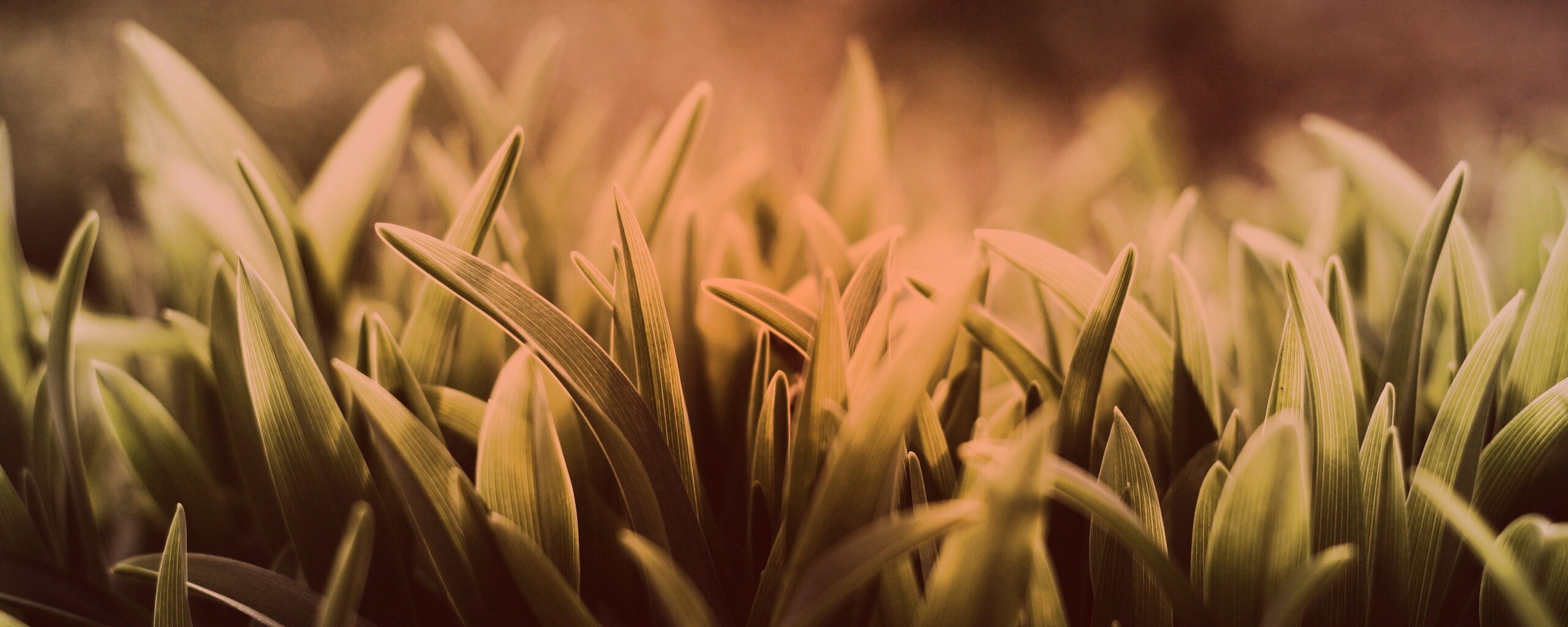 Сочная нежная трава обои