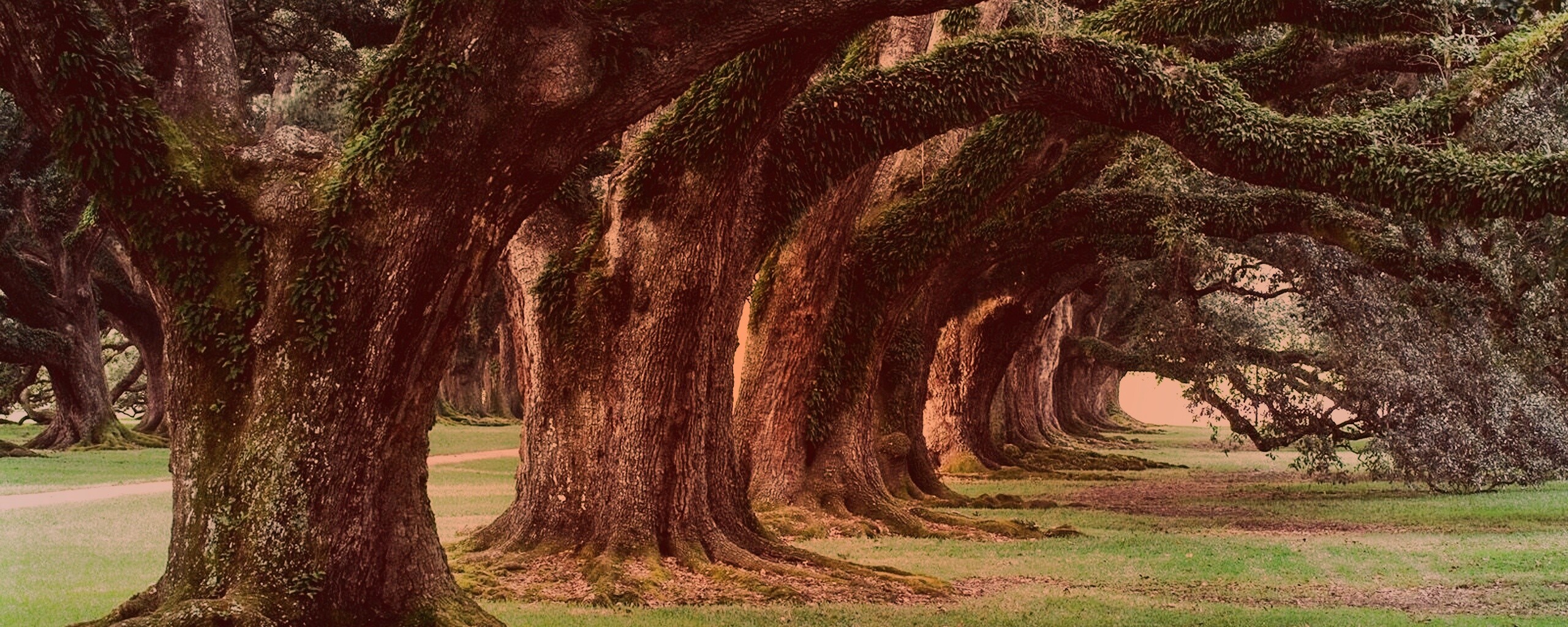 Деревья обои