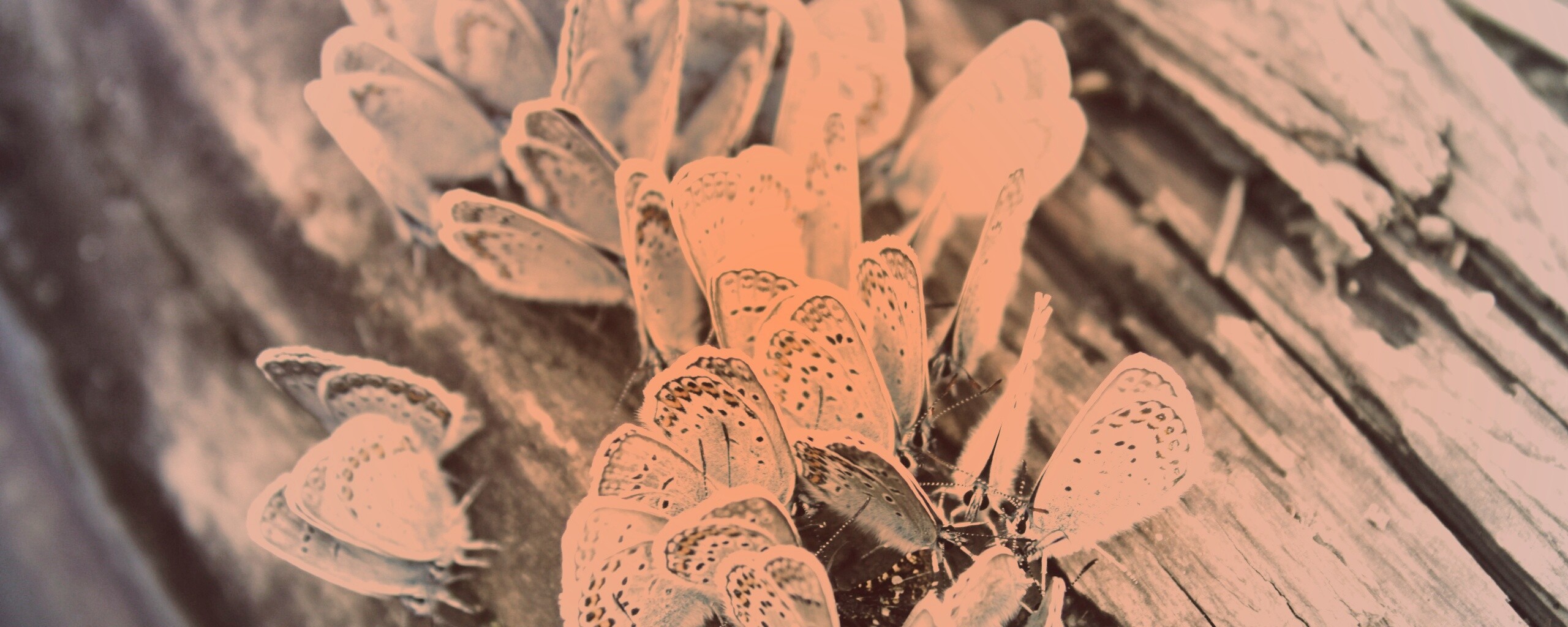 Голубые бабочки обои