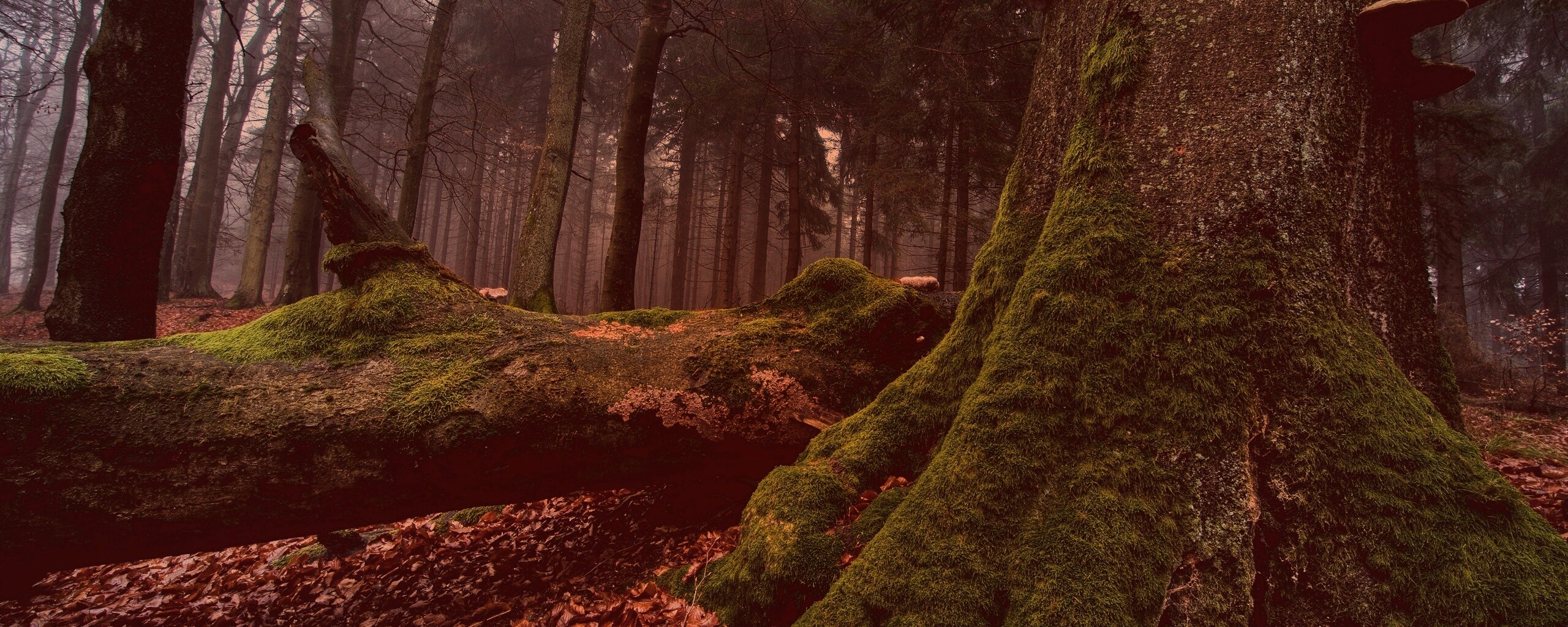 Дерево, поросшее мхом обои