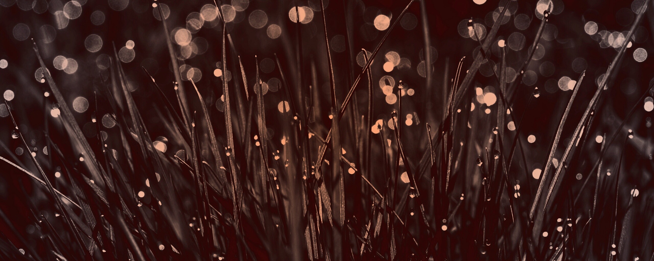 Трава ночью обои