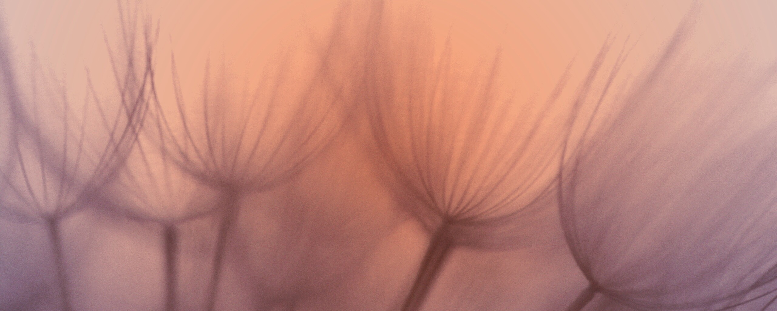 Рисунок одуванчика обои