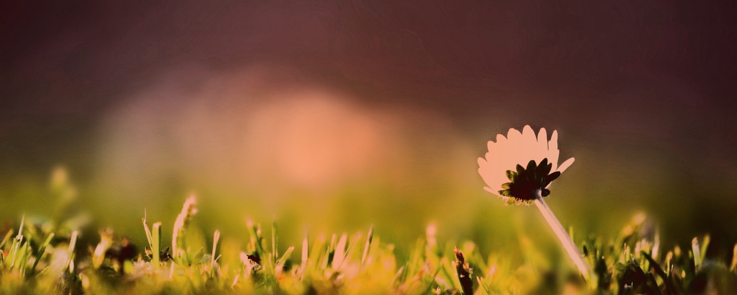 Цветок на траве обои