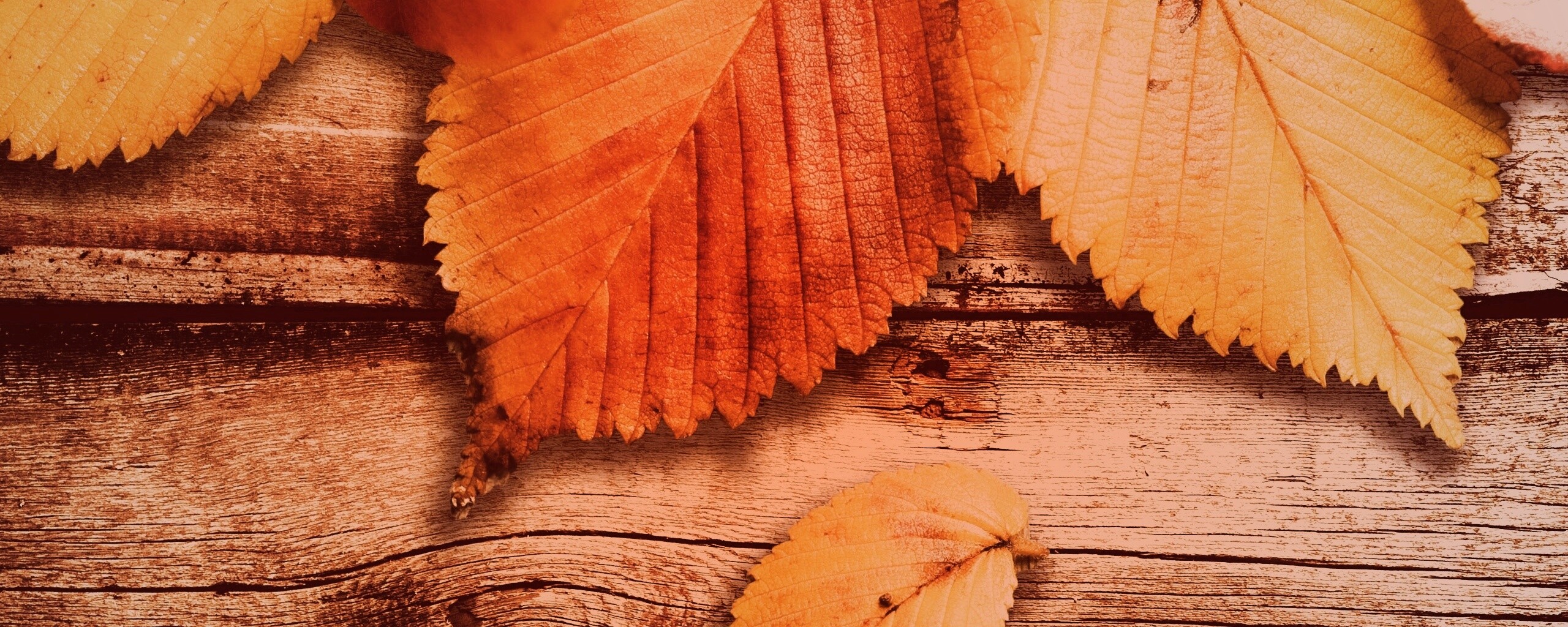 Красиво разложенные листья обои