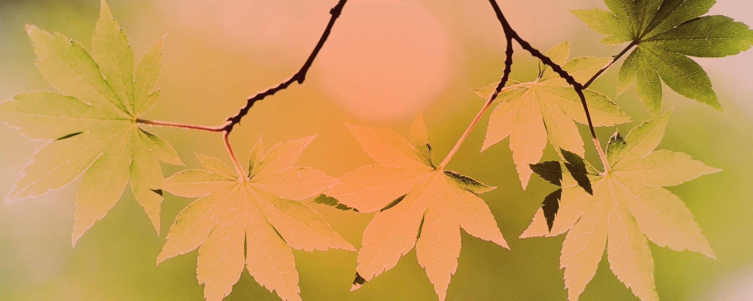 Зелёные листья обои