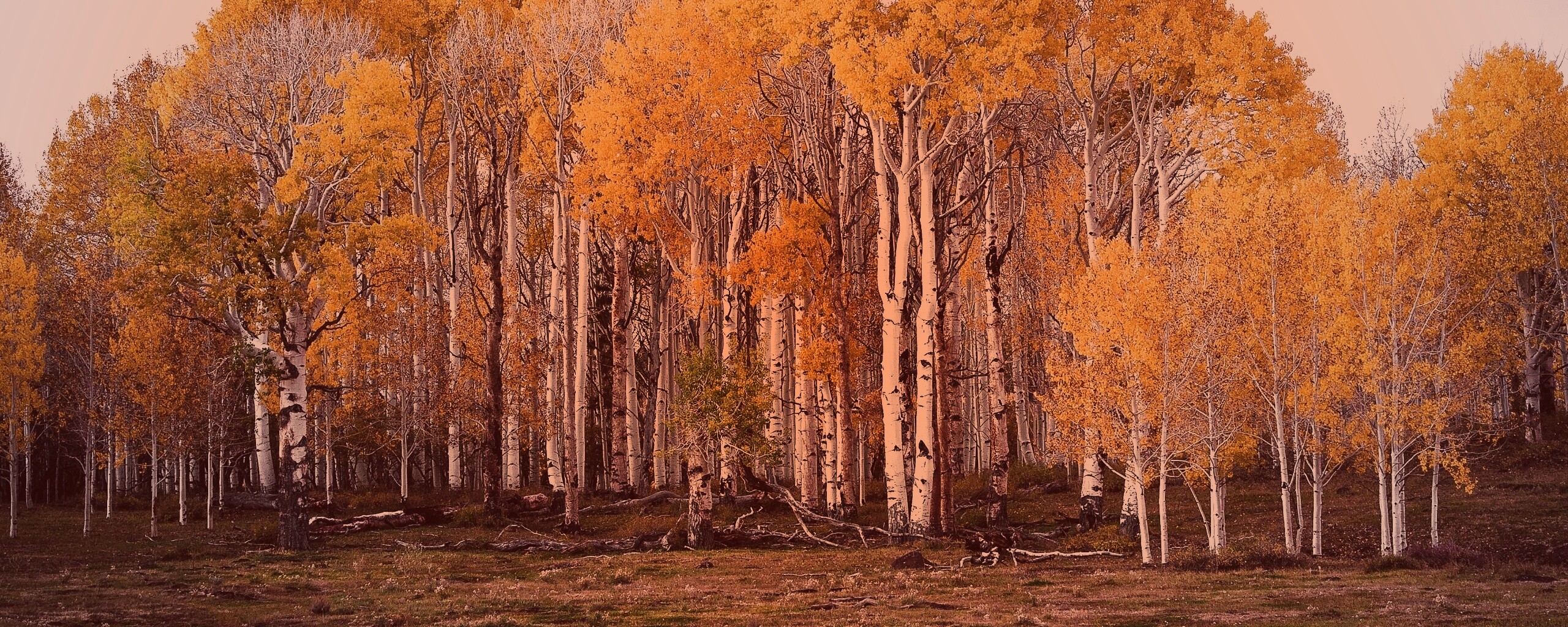 Пожелтевшая березовая роща обои