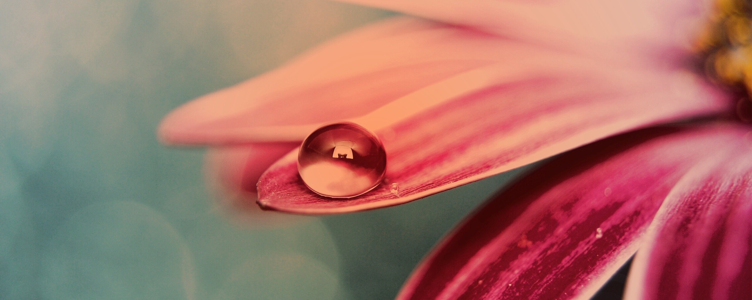 Капля на лепестке обои