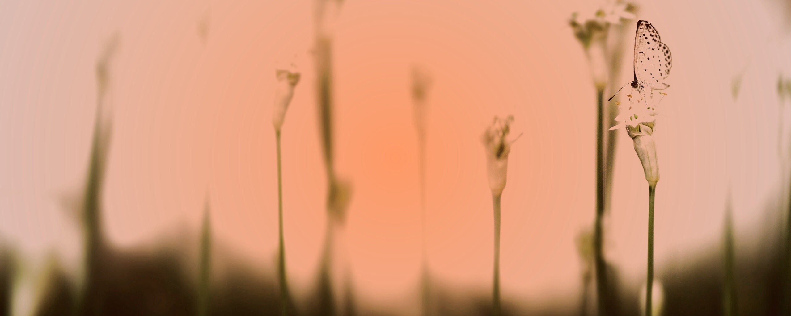 Бабочка на цветке обои