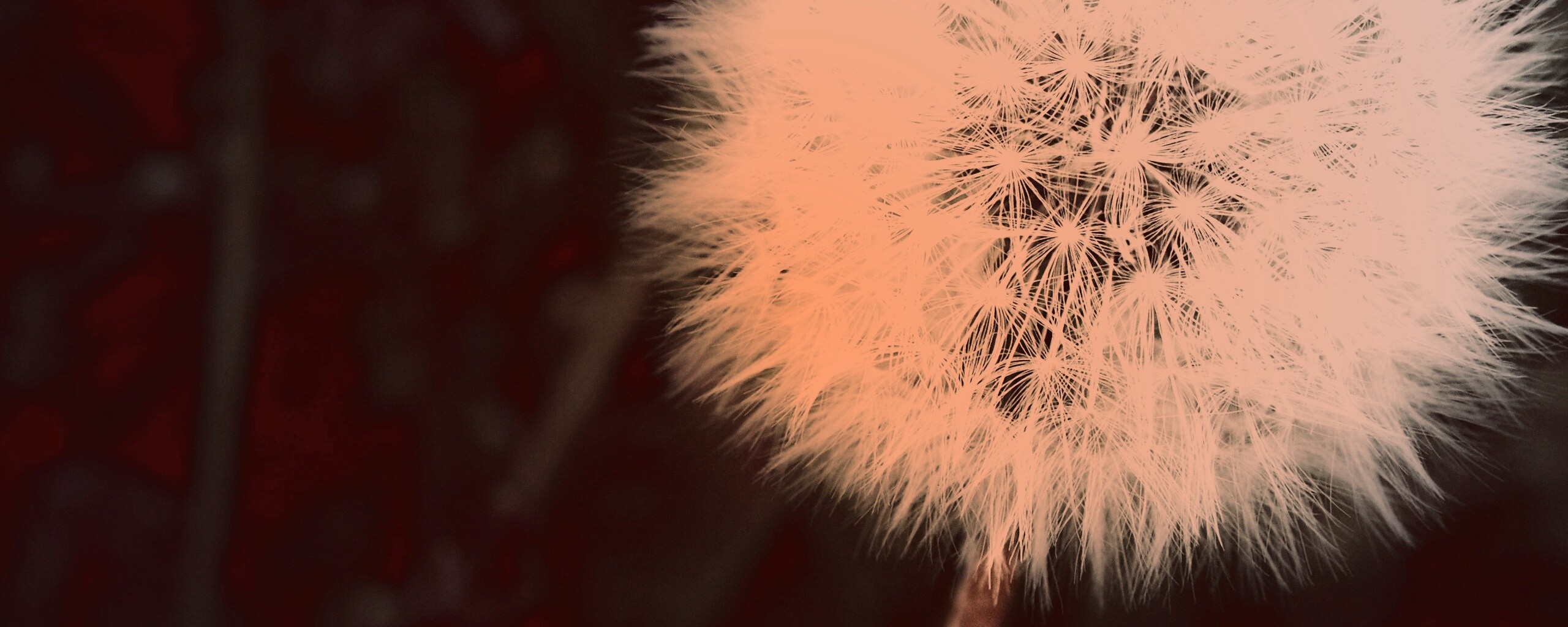 Одуванчик обои