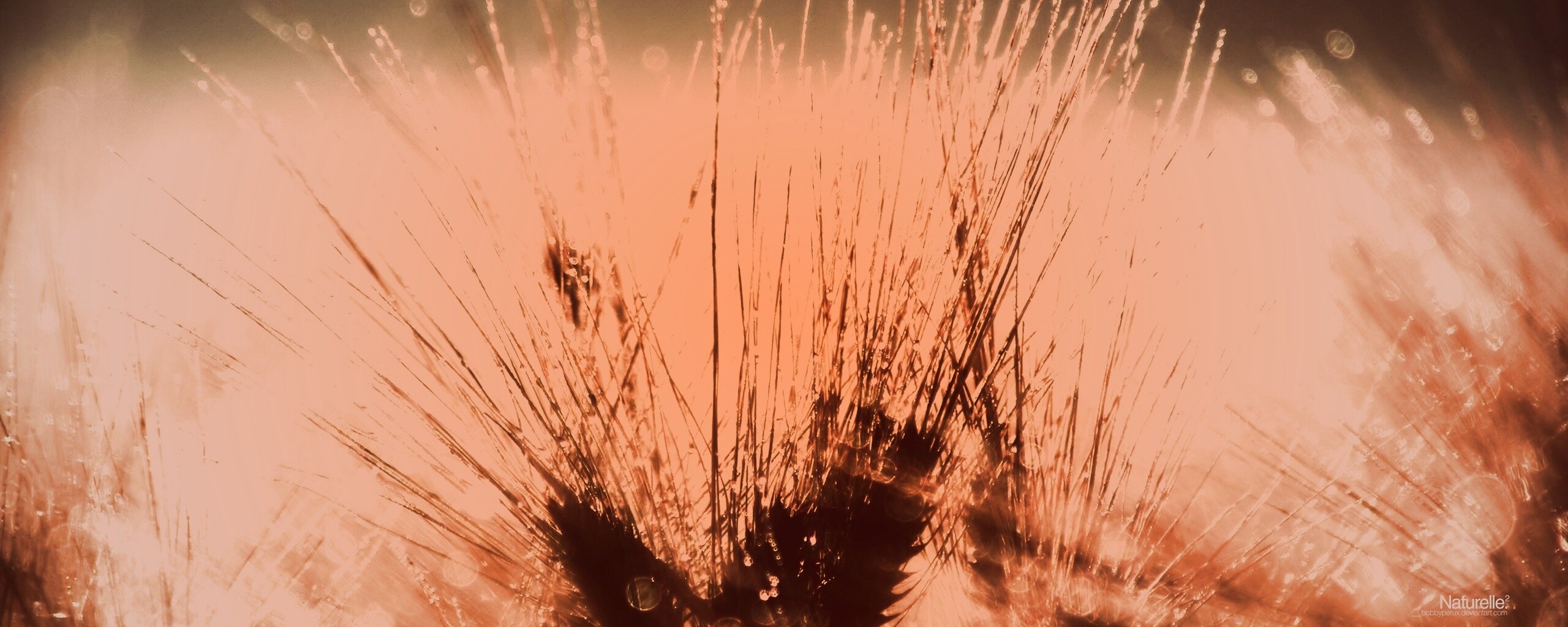 Трава на солнце обои