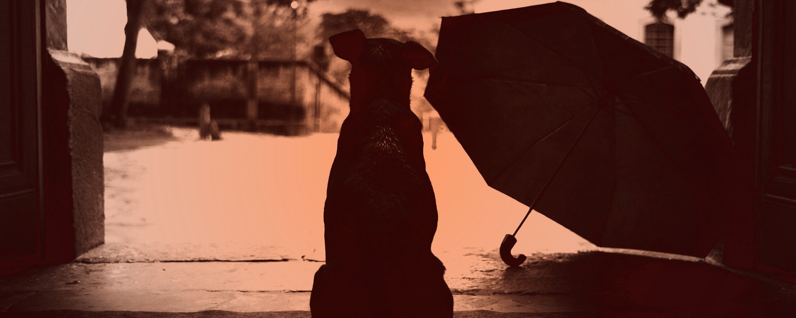 Собака и зонтик обои