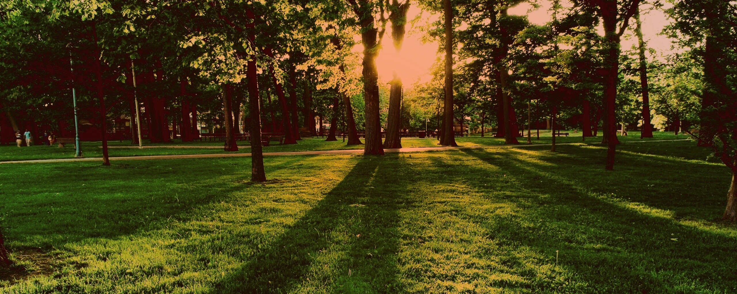 Лучи солнца сквозь листву деревьев обои