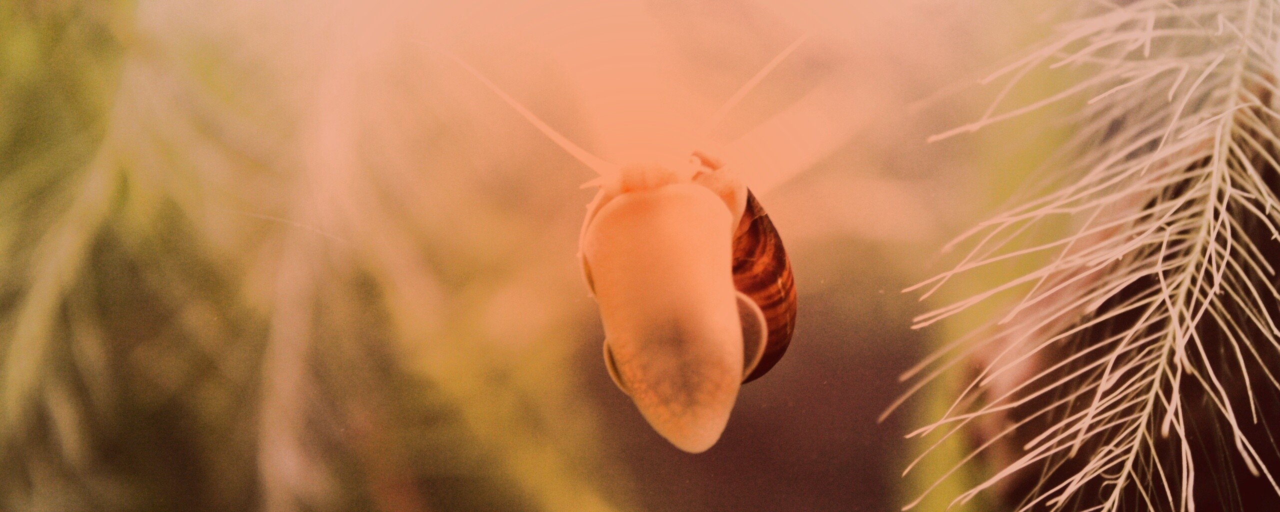 Летящее насекомое обои