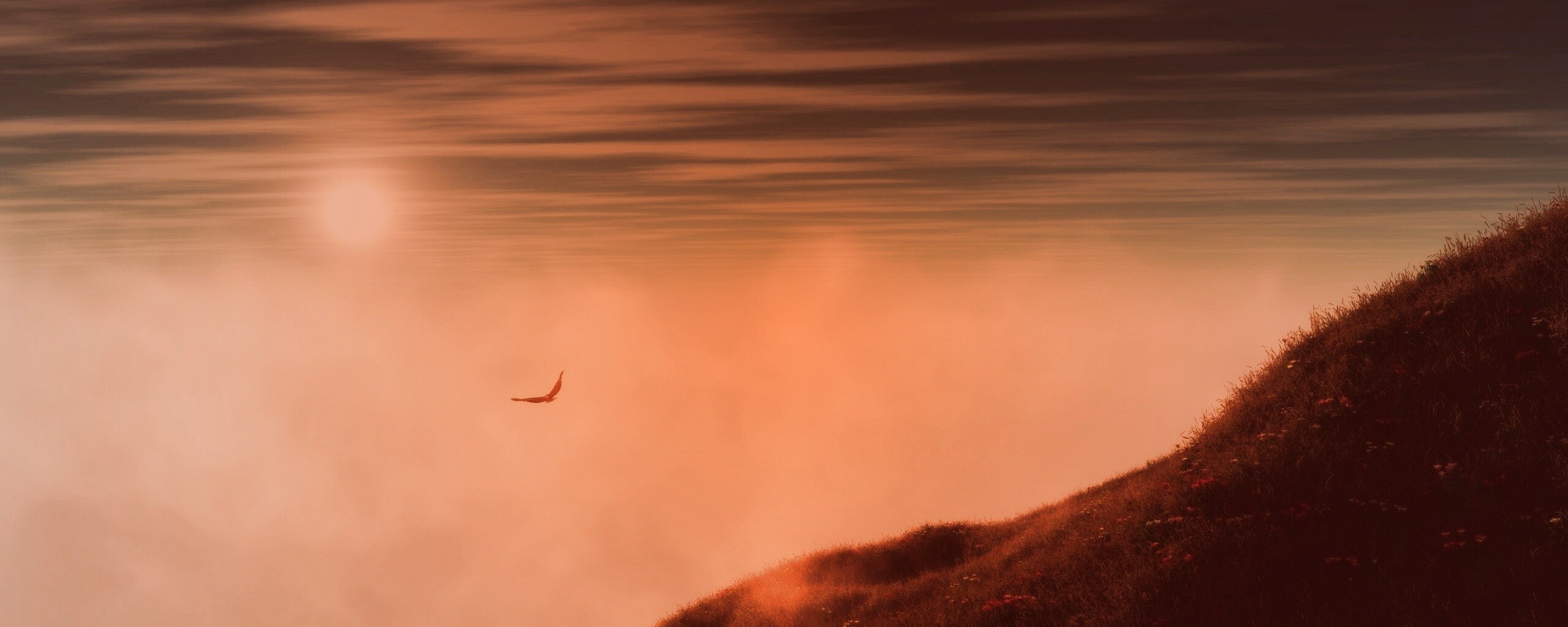 Птица парит над туманом обои