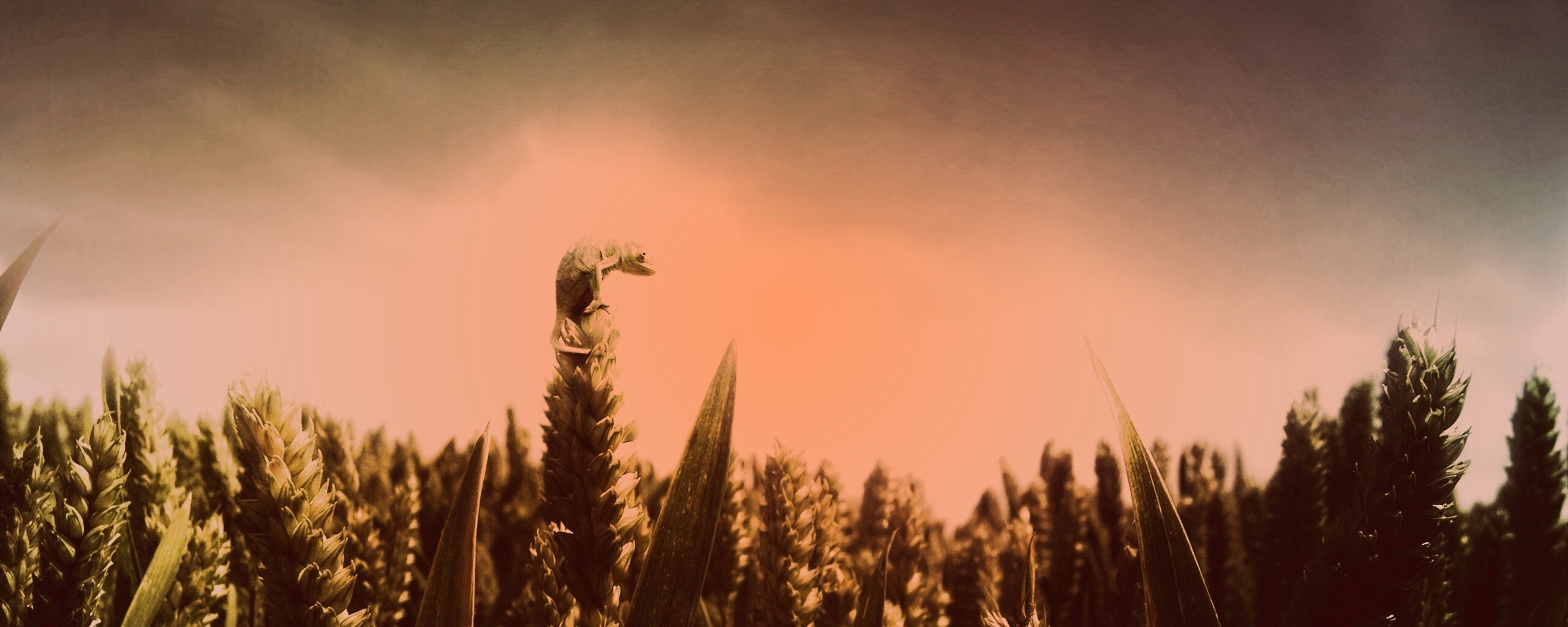 Маленький хамелеон на травинке обои