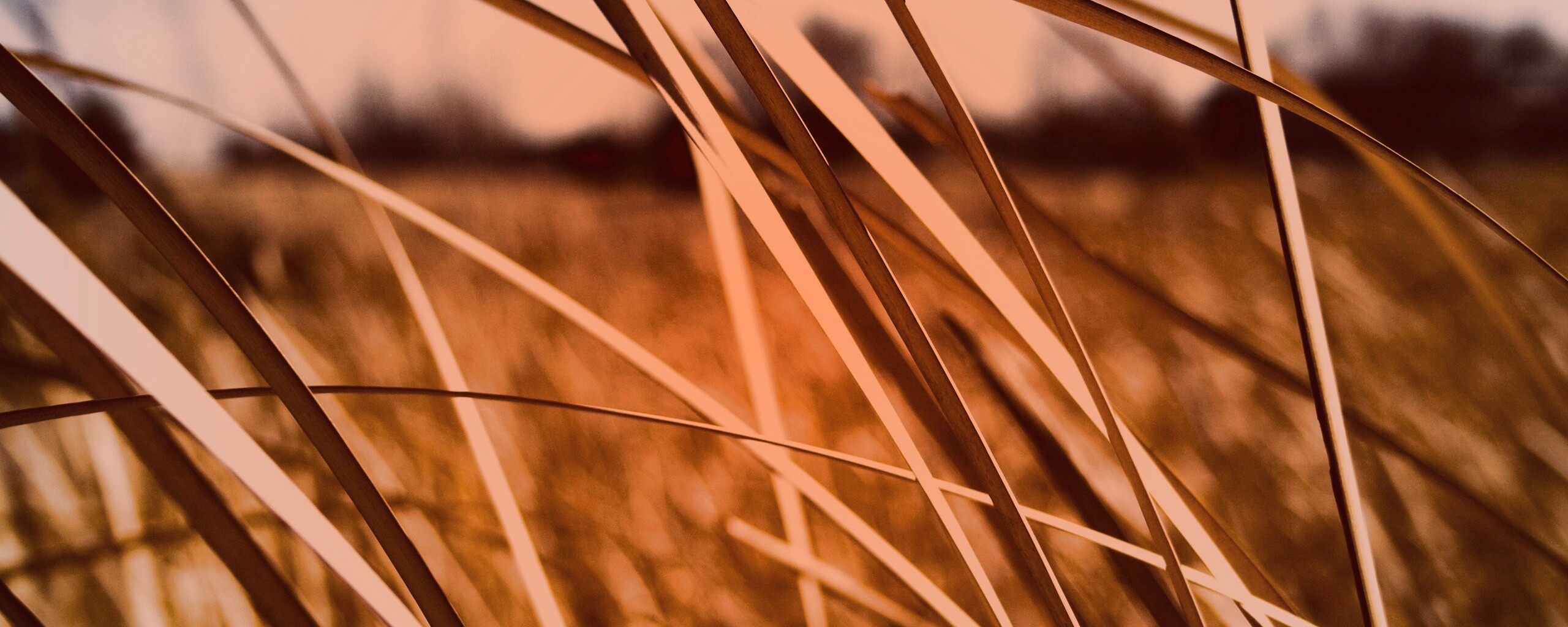 Желтая трава обои