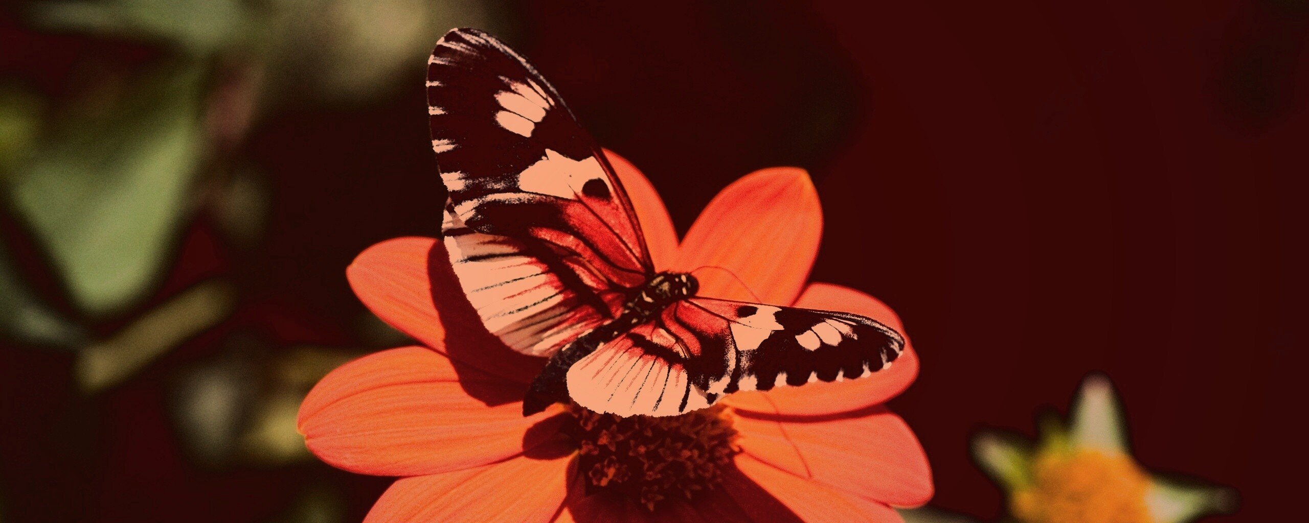 Бабочка на цветке обои