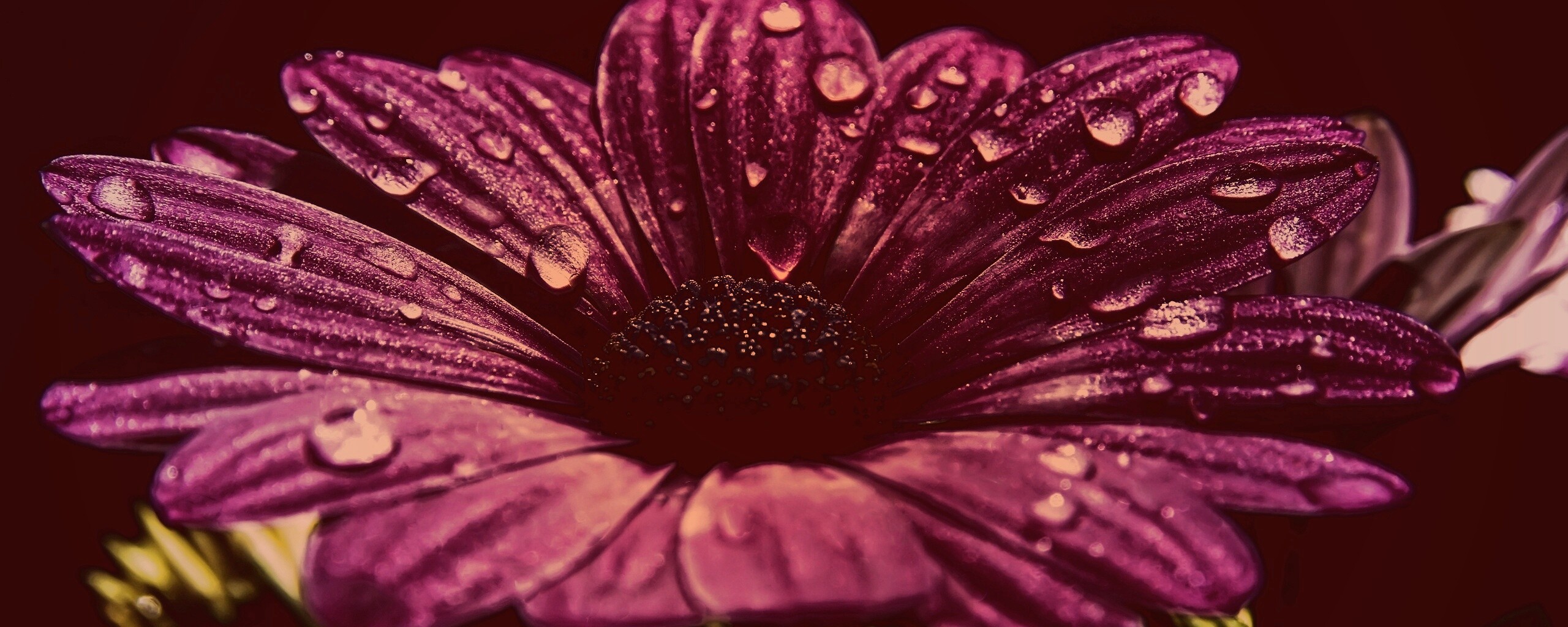 Мокрый от росы фиолетовый цветок обои