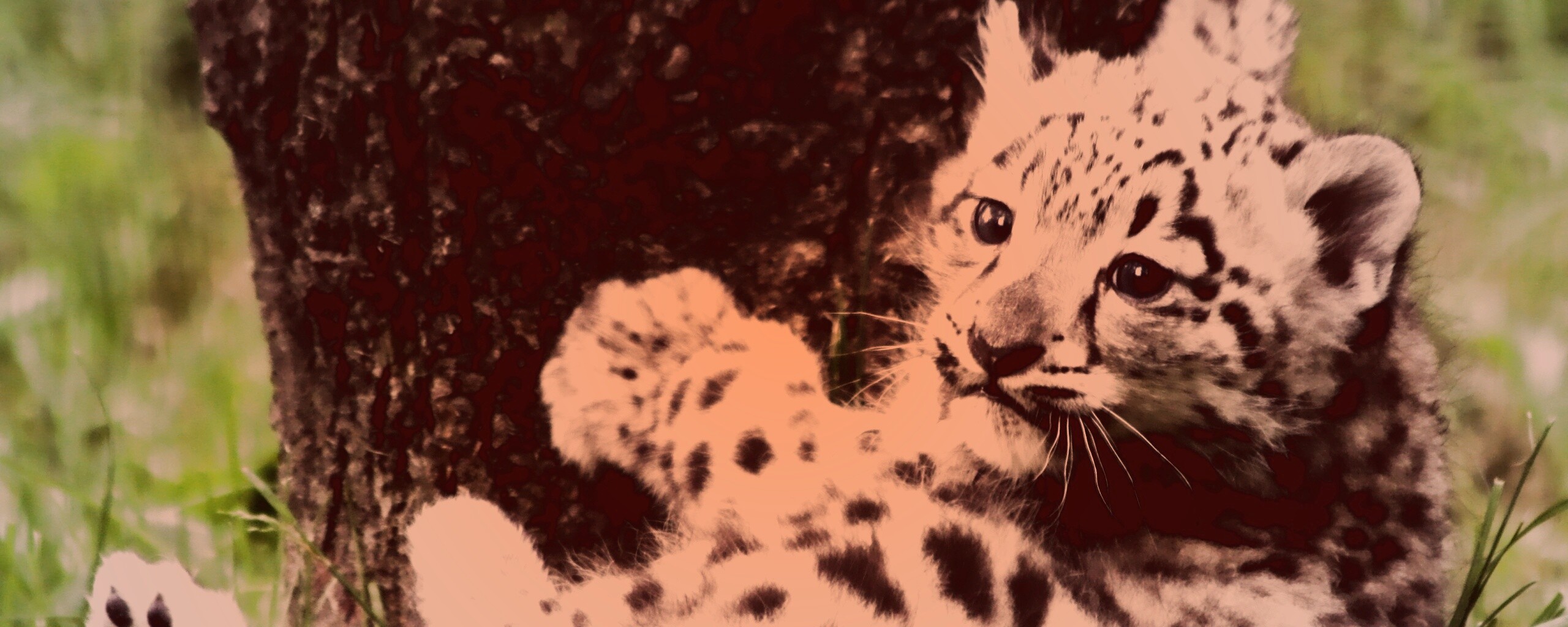 Котенок большой дикой кошки обои