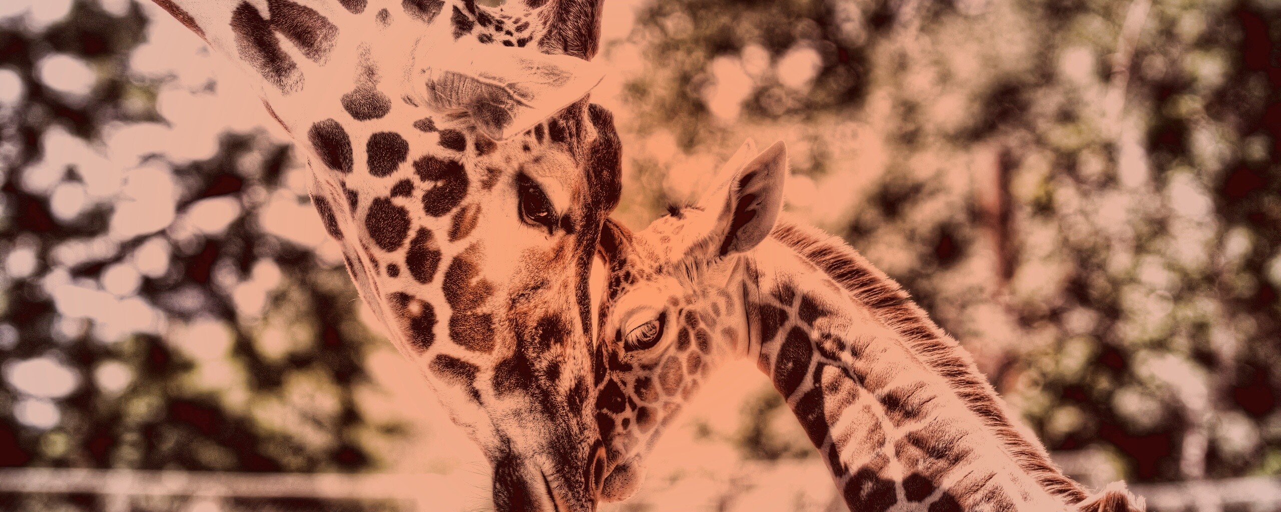 Жирафа и жирафёнок обои