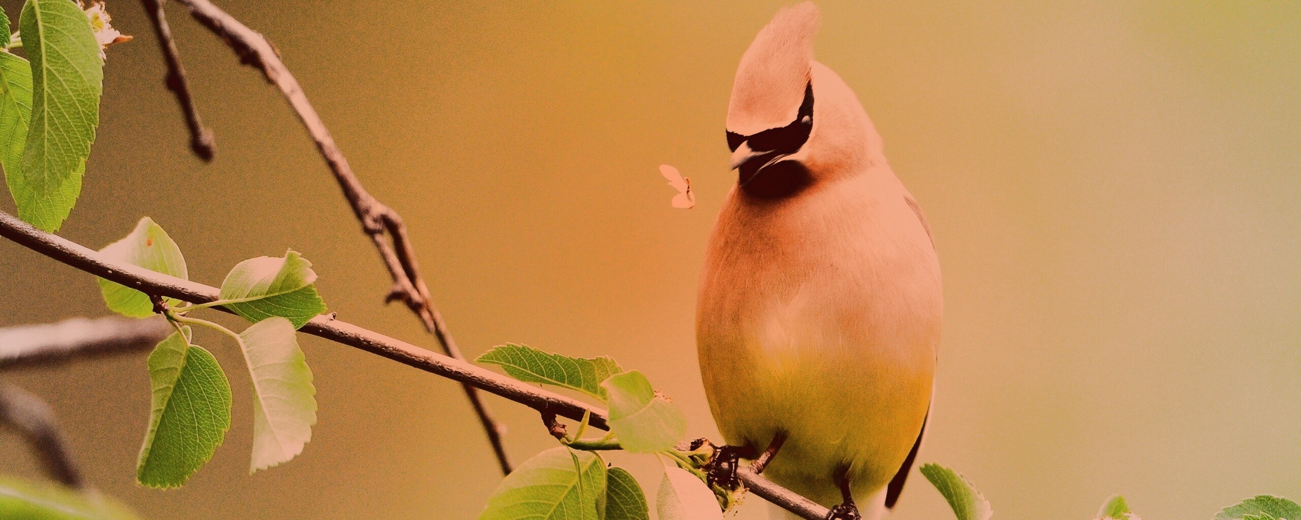 Оранжевая птичка обои