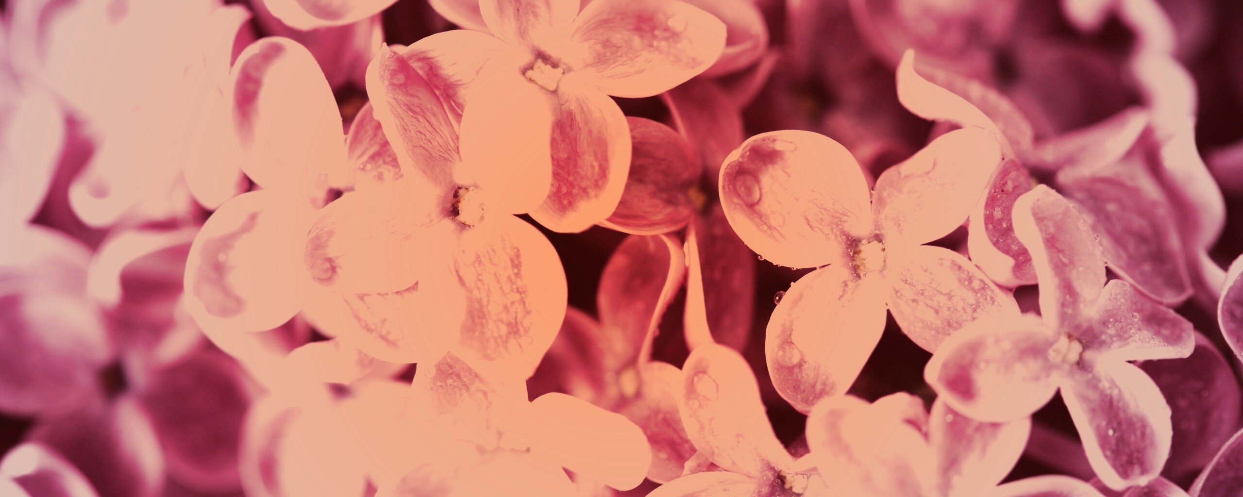 Цветы сирени обои