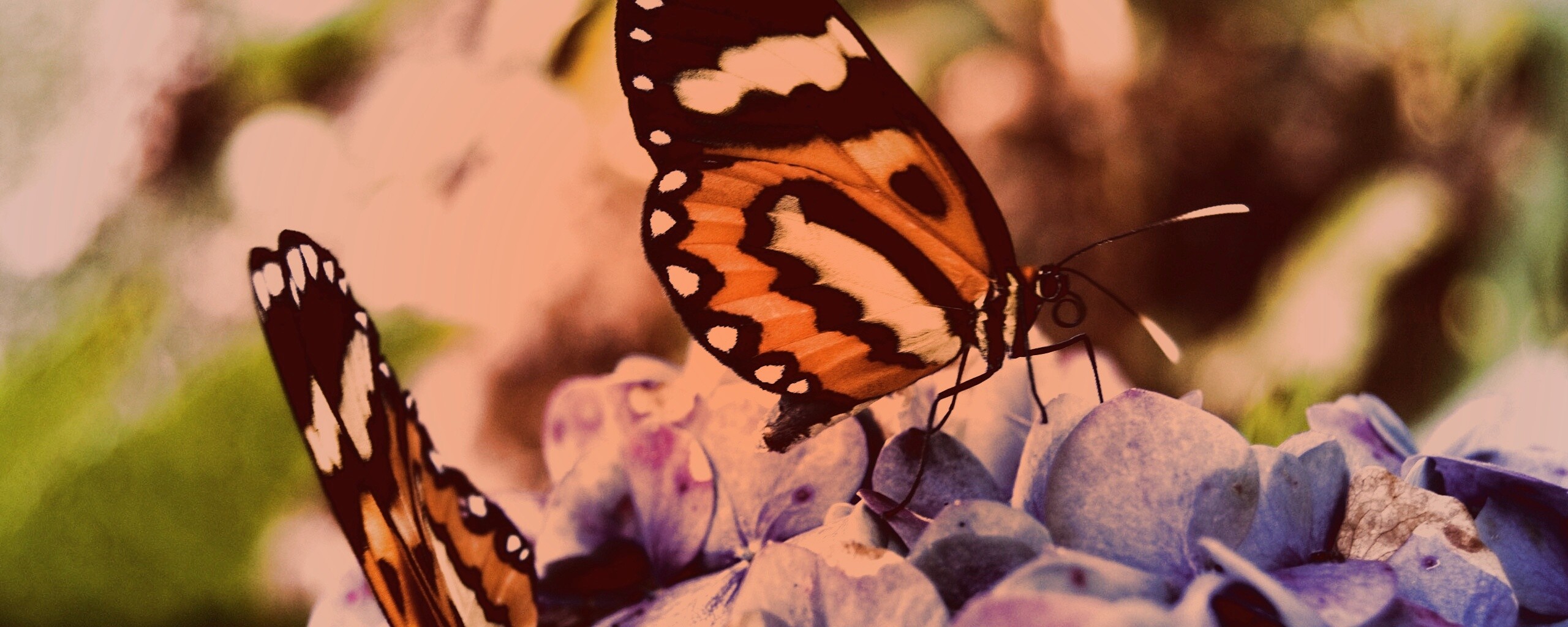Две бабочки обои