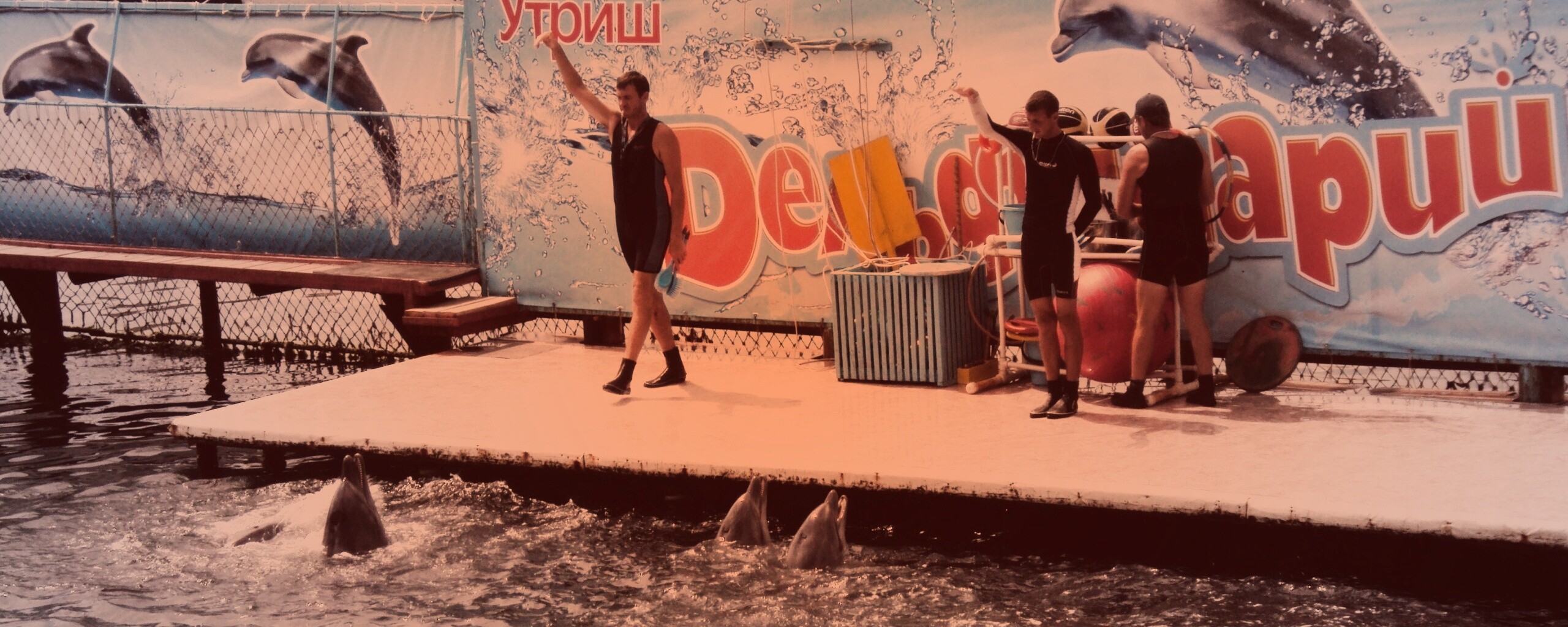 Утро в дельфинарии обои