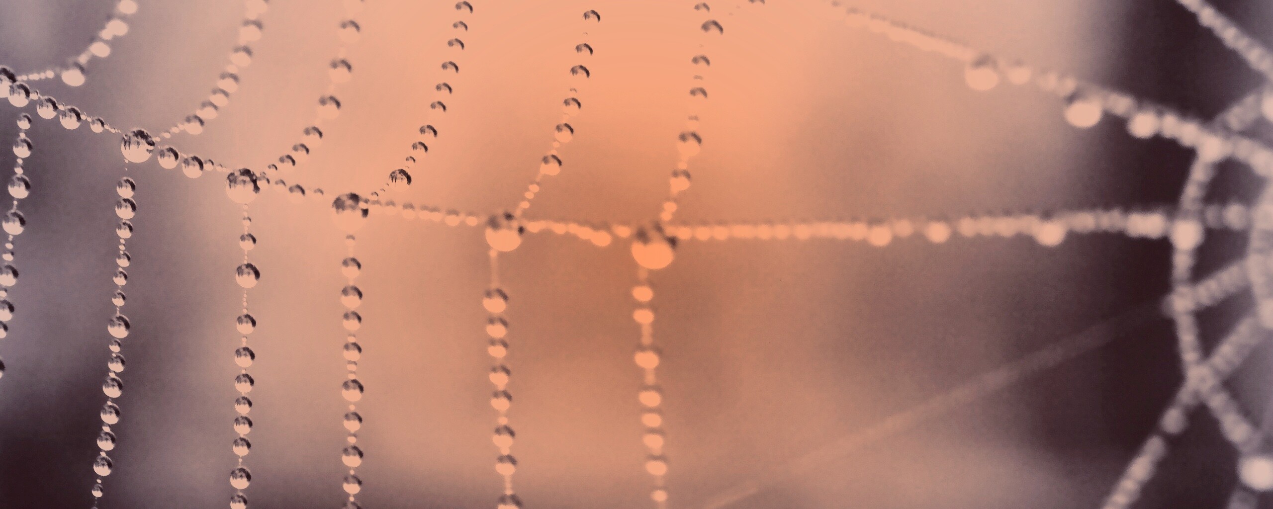 Капли росы на паутине обои