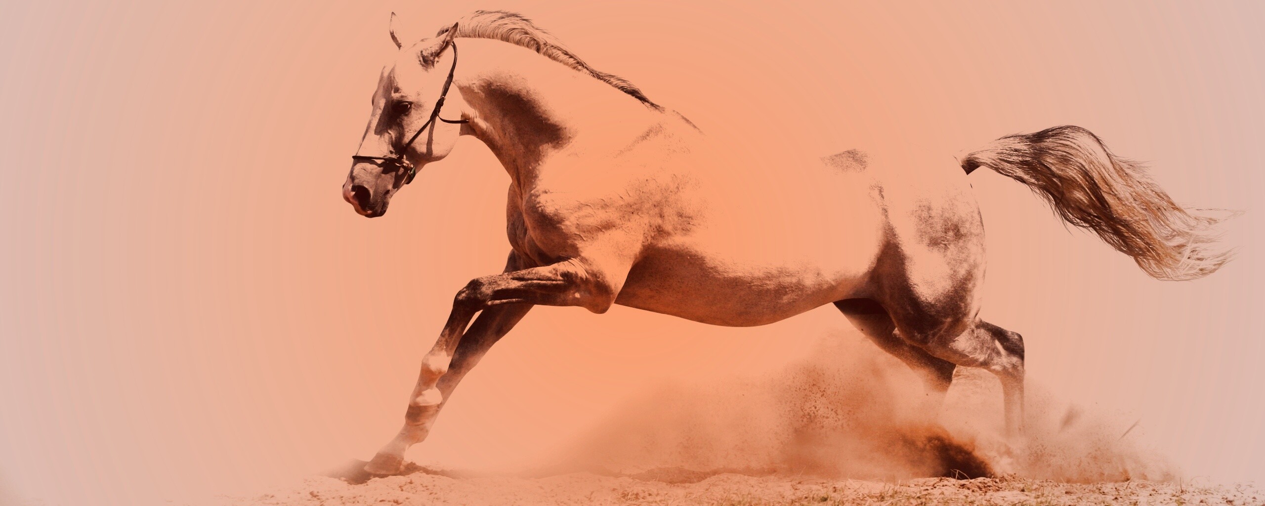 Скакун обои