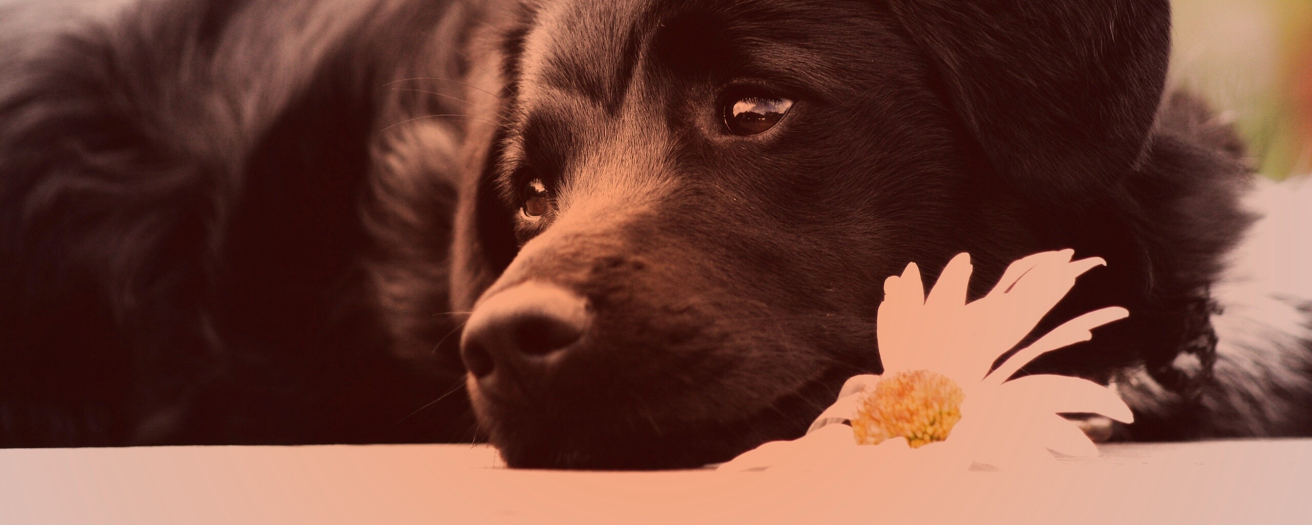 Собака с ромашкой обои