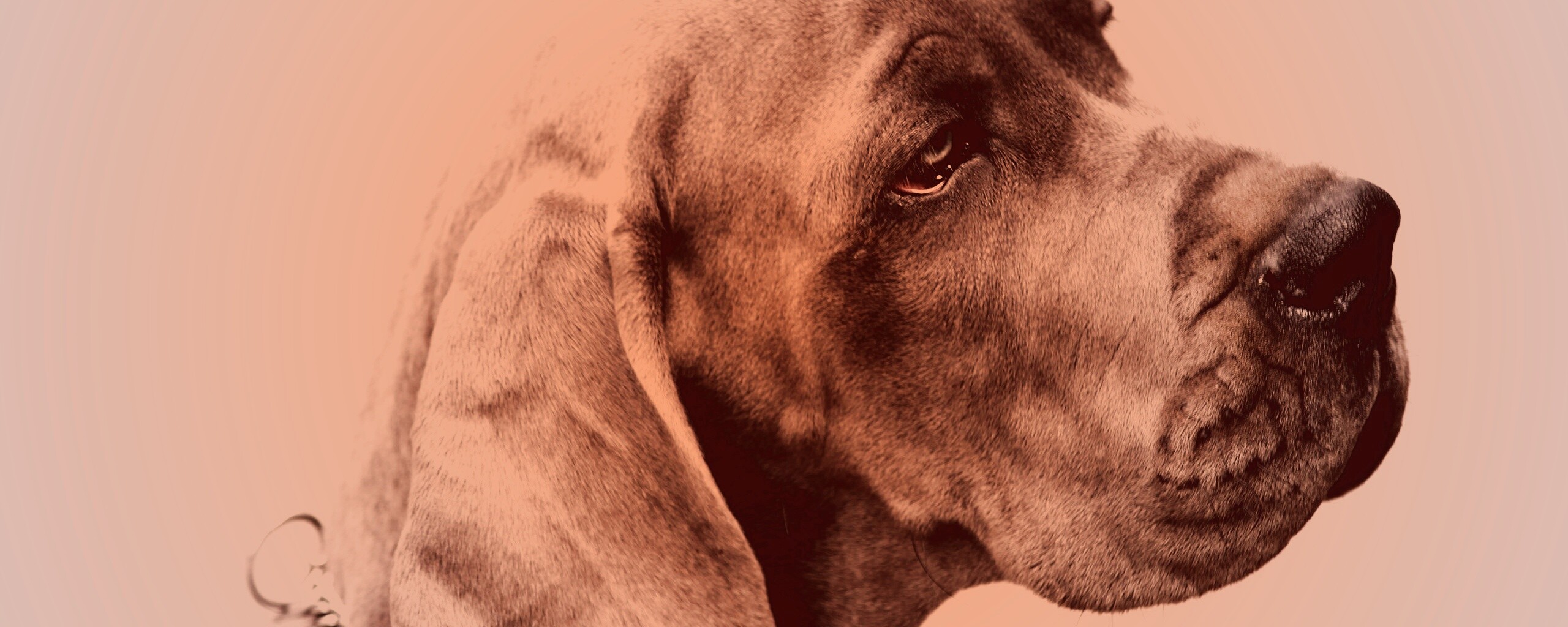 Грустная собака обои