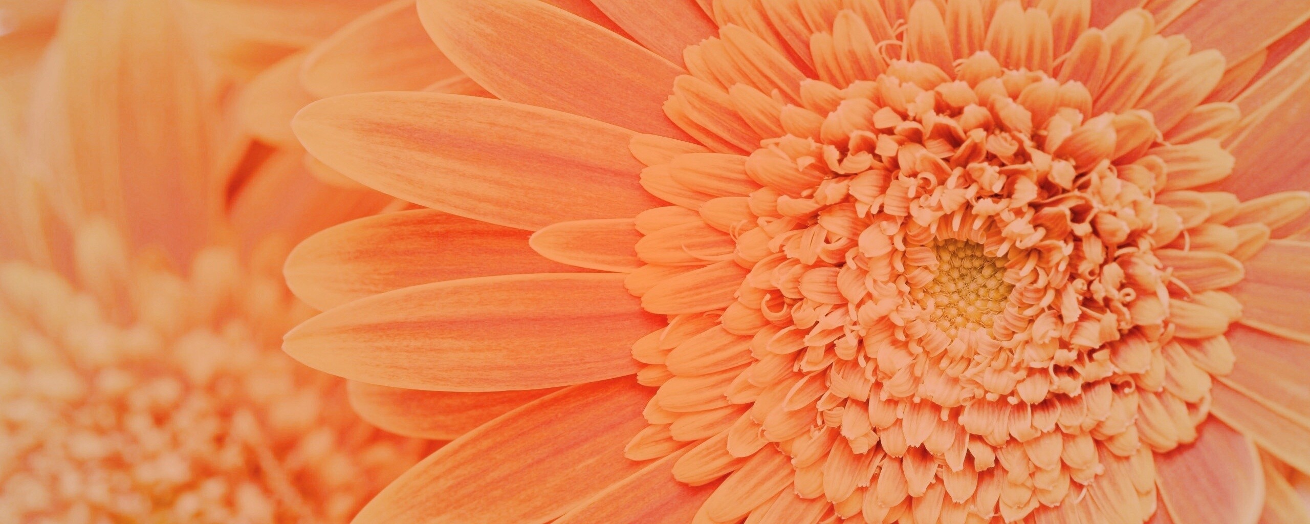 Большой оранжевый гербер обои