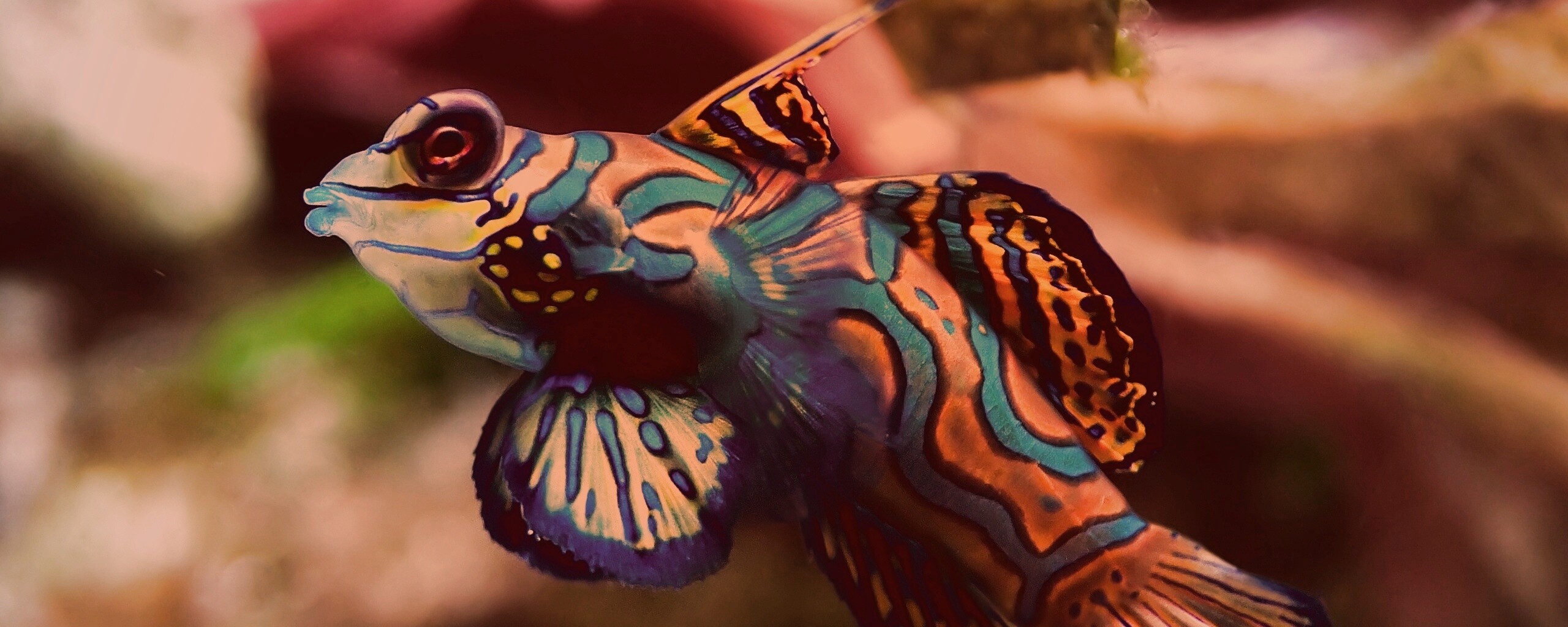 Разноцветная рыбка обои