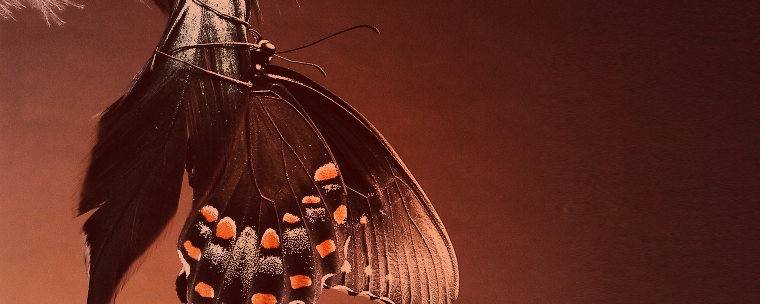 Красивая бабочка обои