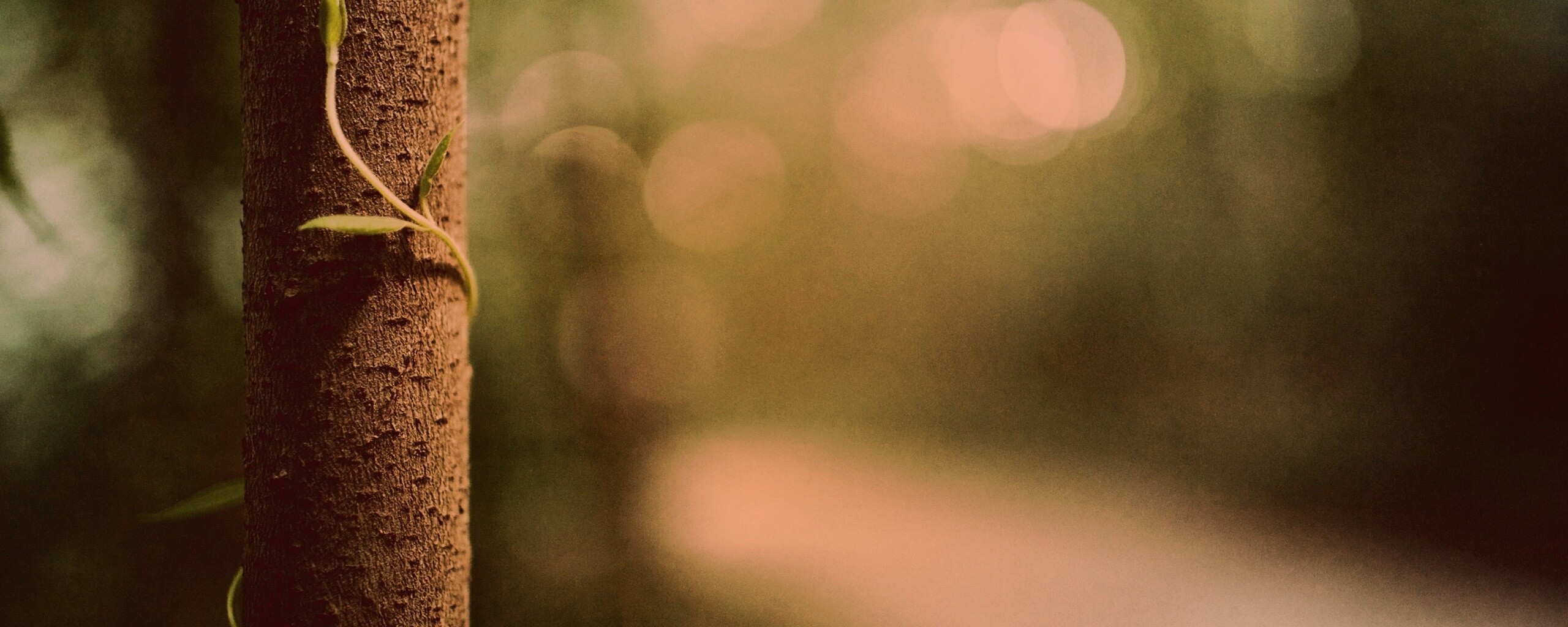 Стебелек на стволе деревца обои