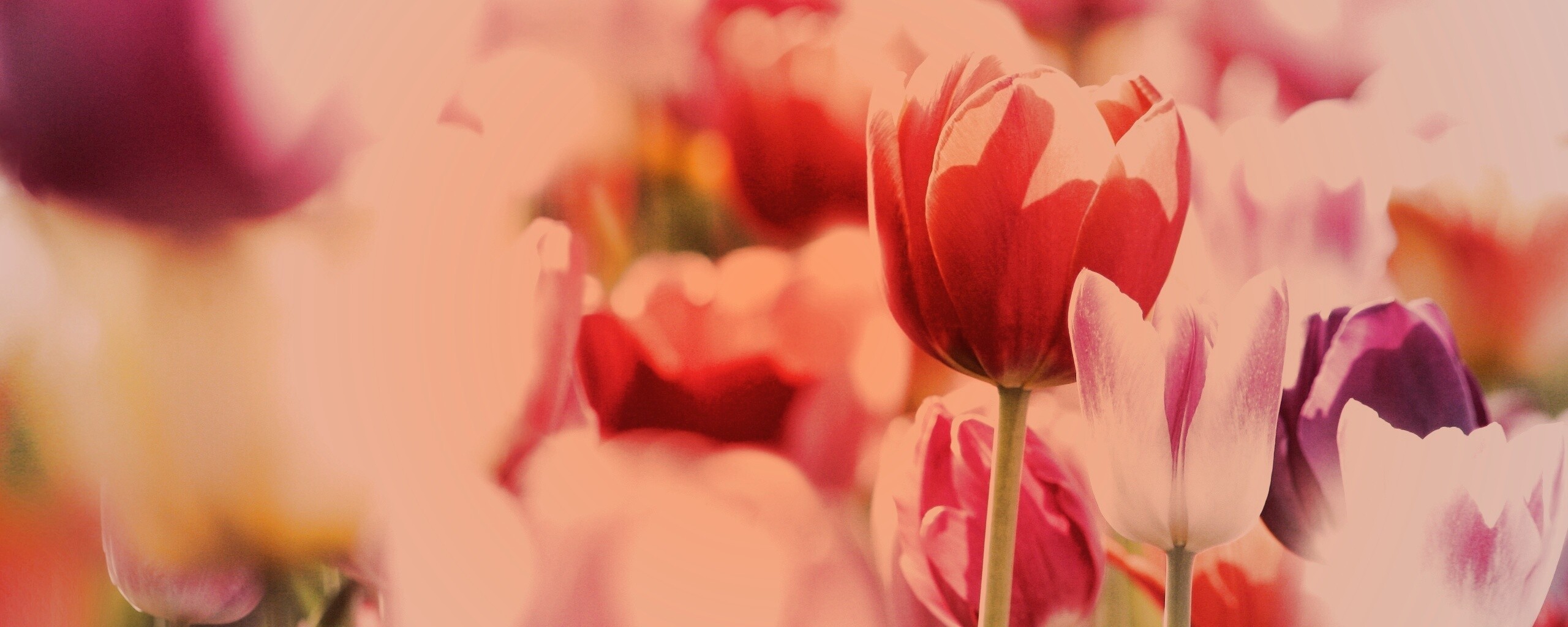 Красивые тюльпаны обои
