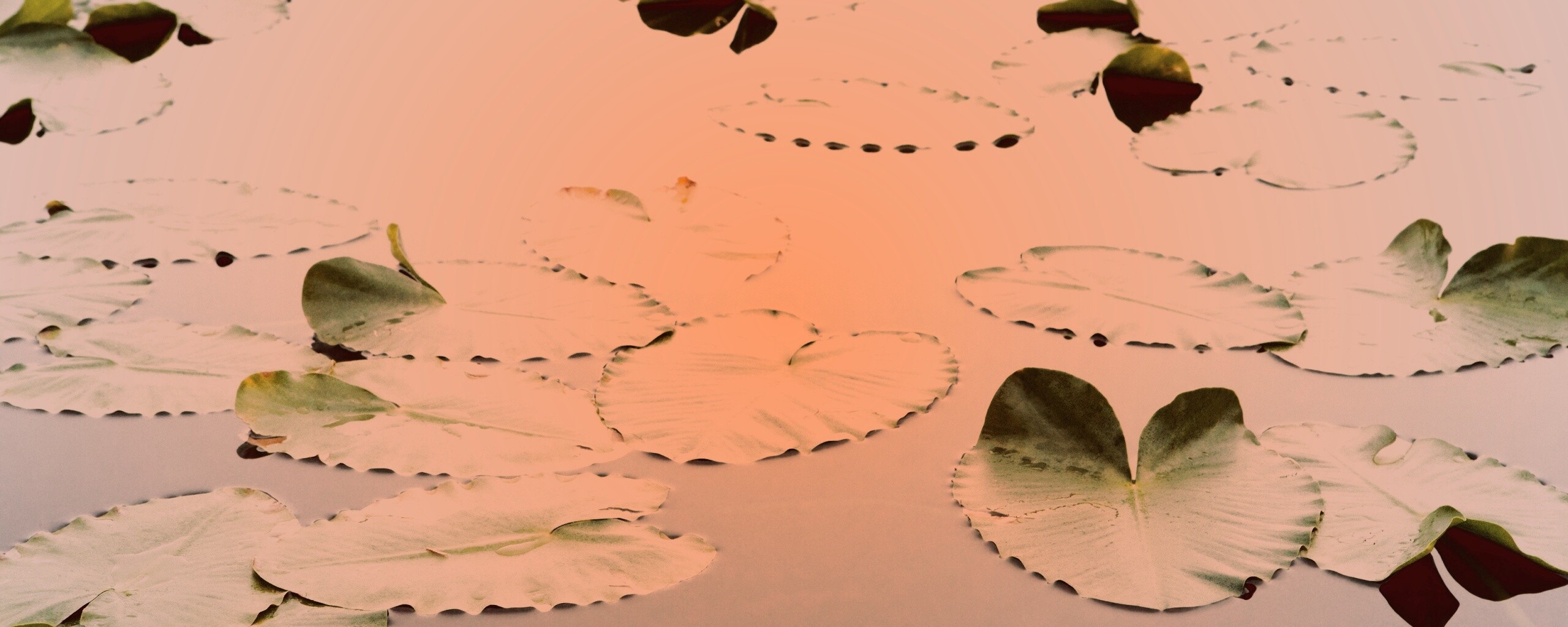 Плавающие листья обои